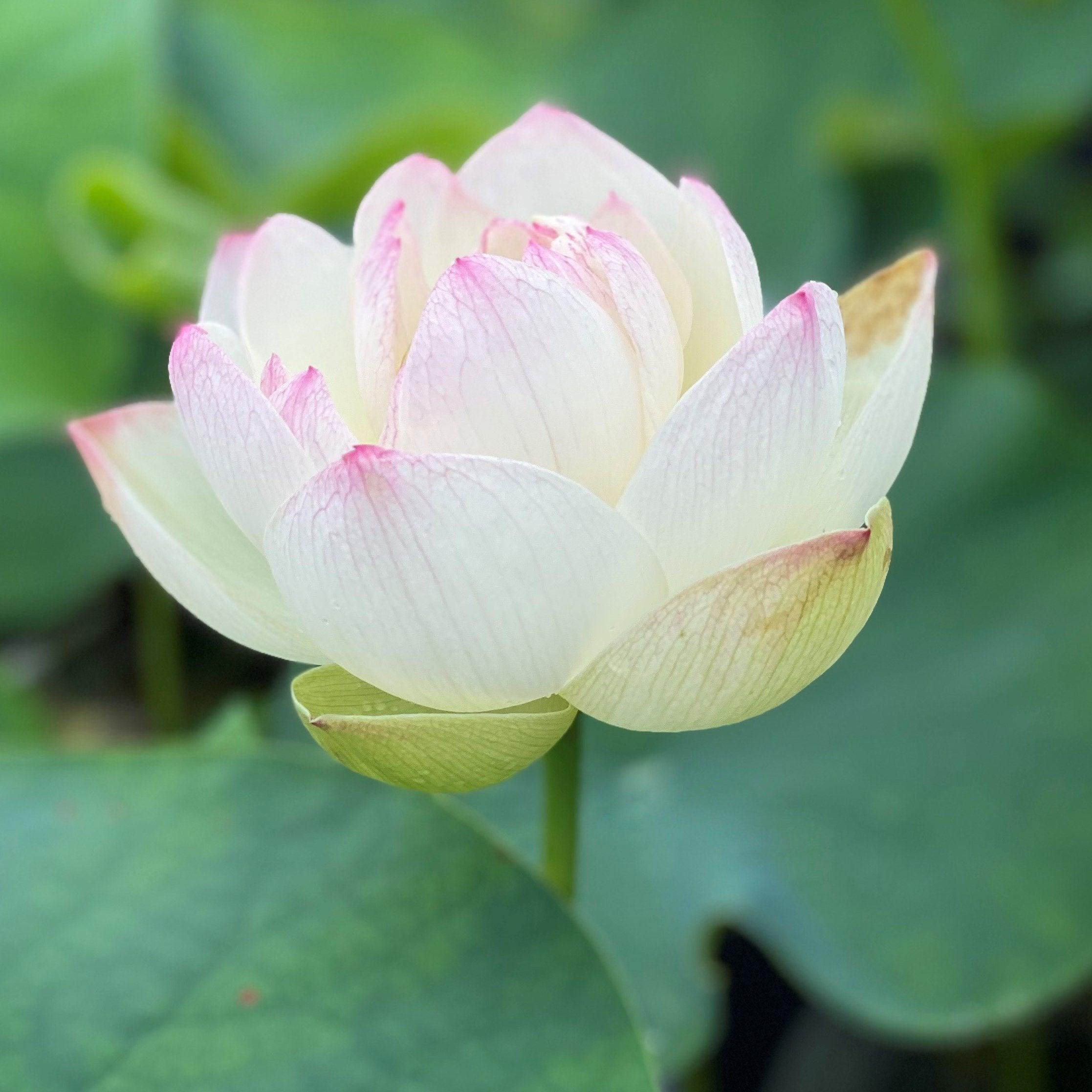 Dense Dew - Fresh as the Morning Dew Lotus (Bare Root) - Play It Koi