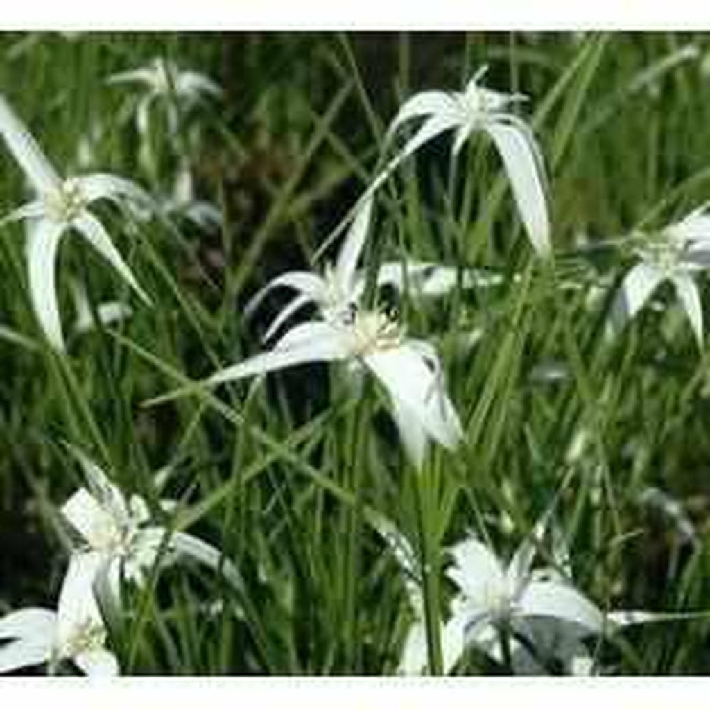 Dichromena Colorata - Star Grass (Bare Root) - Play It Koi