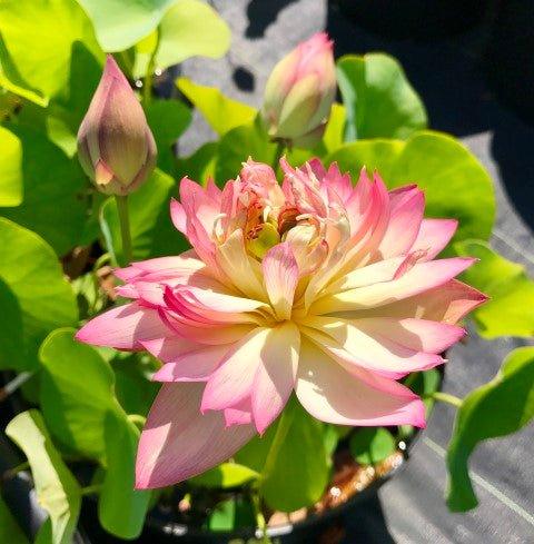 Double-Petal Bayi - Micro Lotus (Bare Root) - Play It Koi