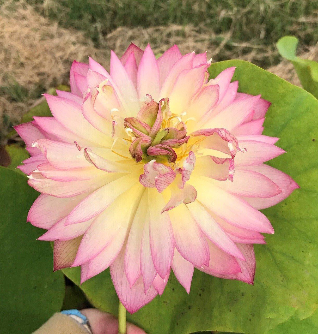 Double-Petal Bayi - Micro Lotus (Bare Root) - Play It Koi