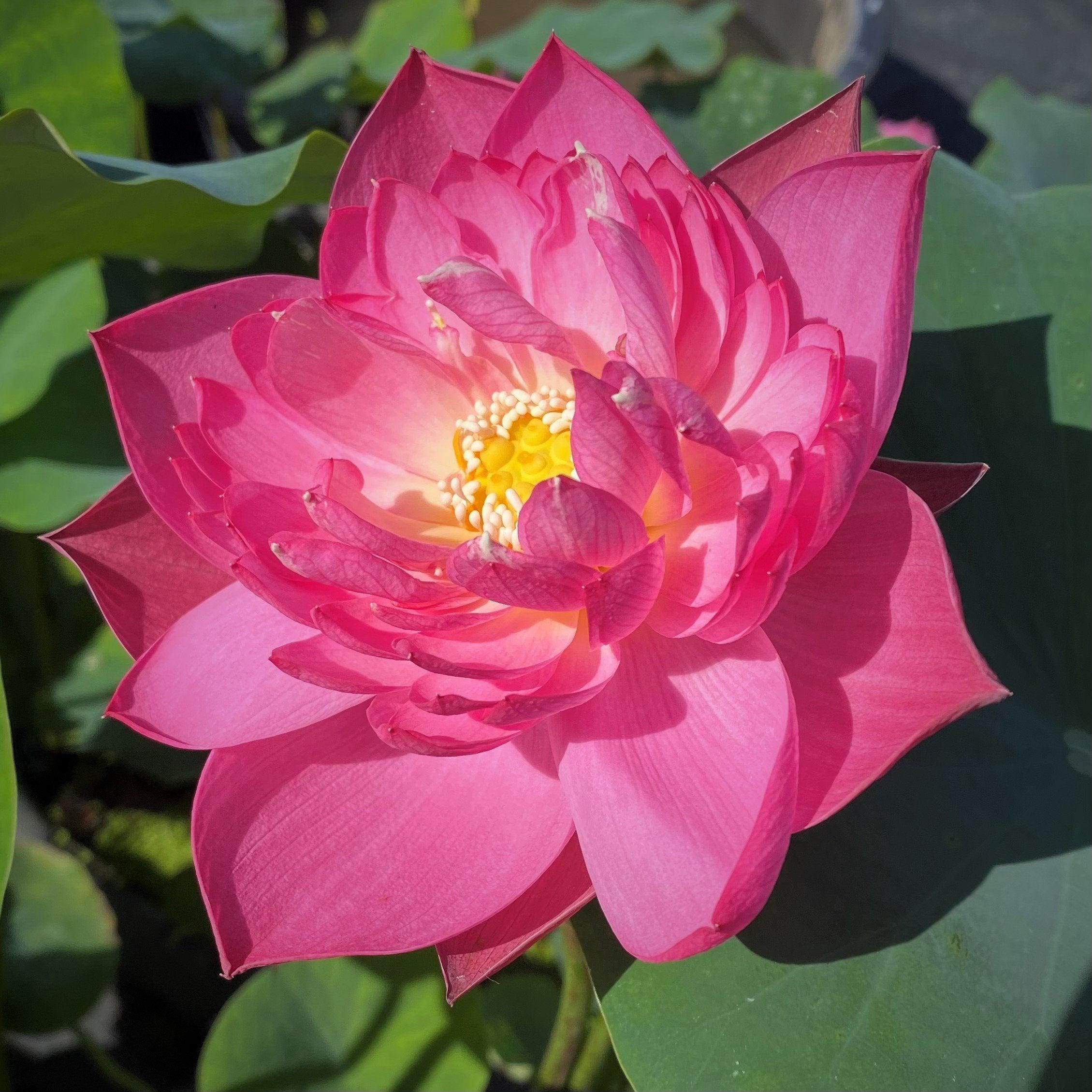 Double Rose Lotus (Bare Root) - Play It Koi