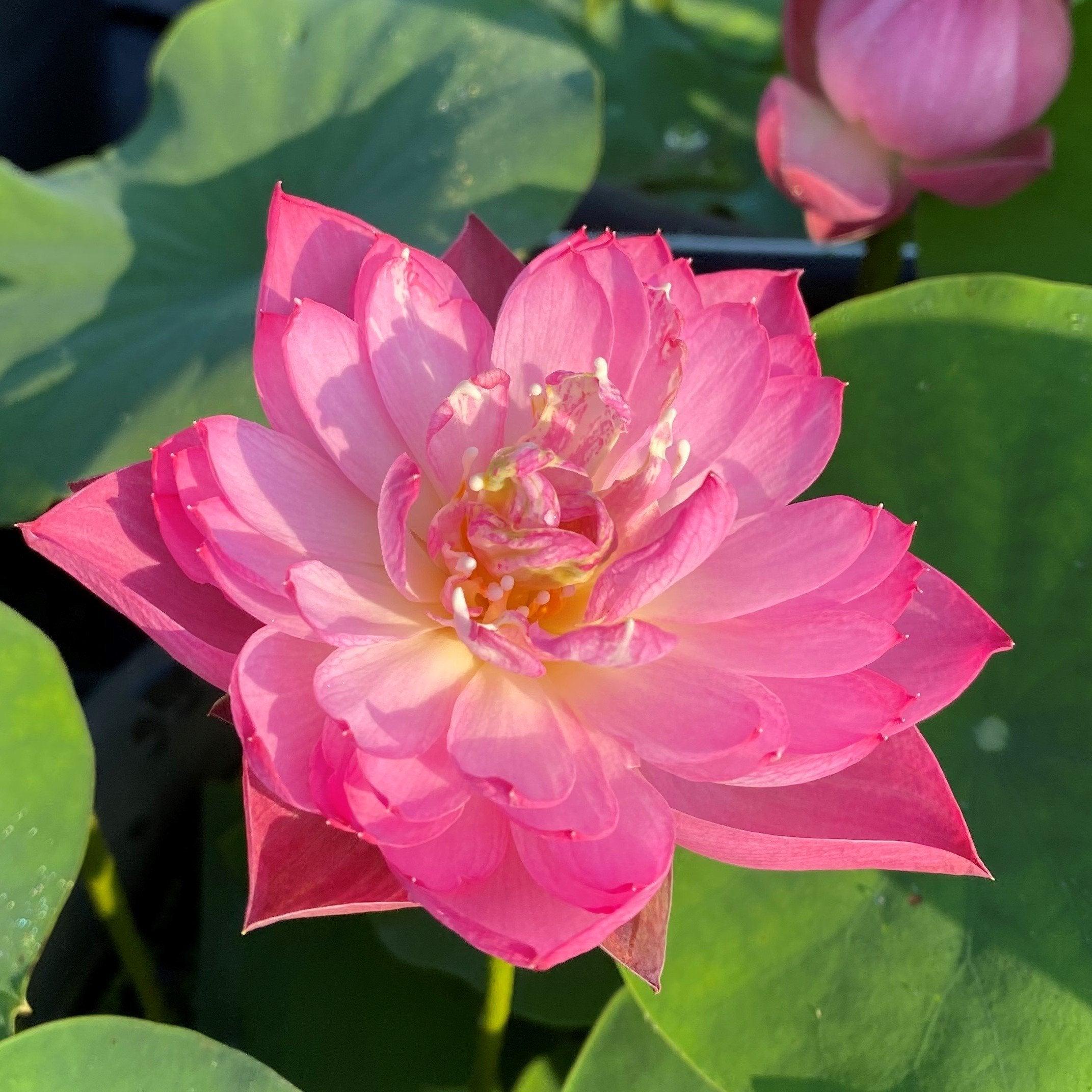 Double Rose Lotus (Bare Root) - Play It Koi