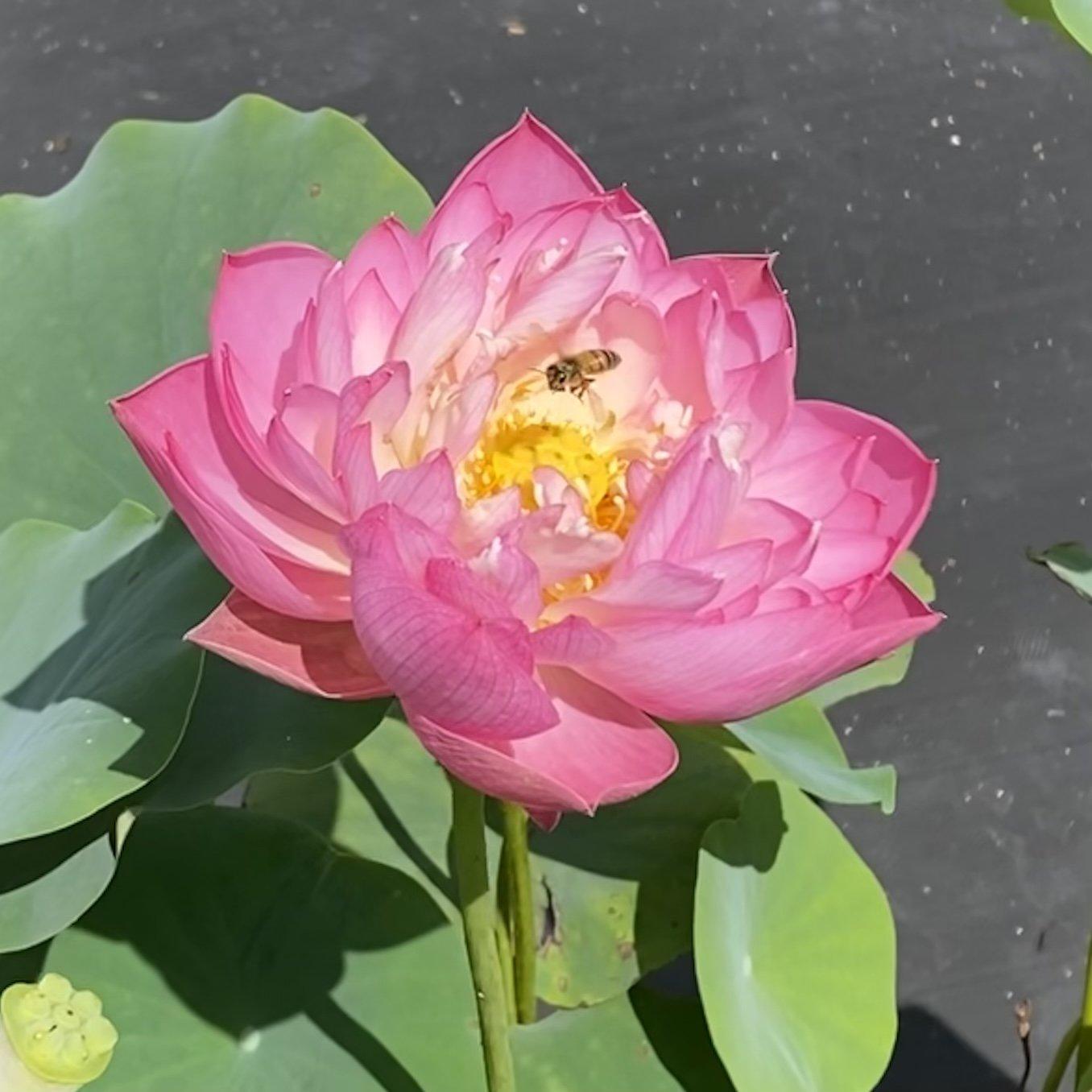Double Rose Lotus (Bare Root) - Play It Koi