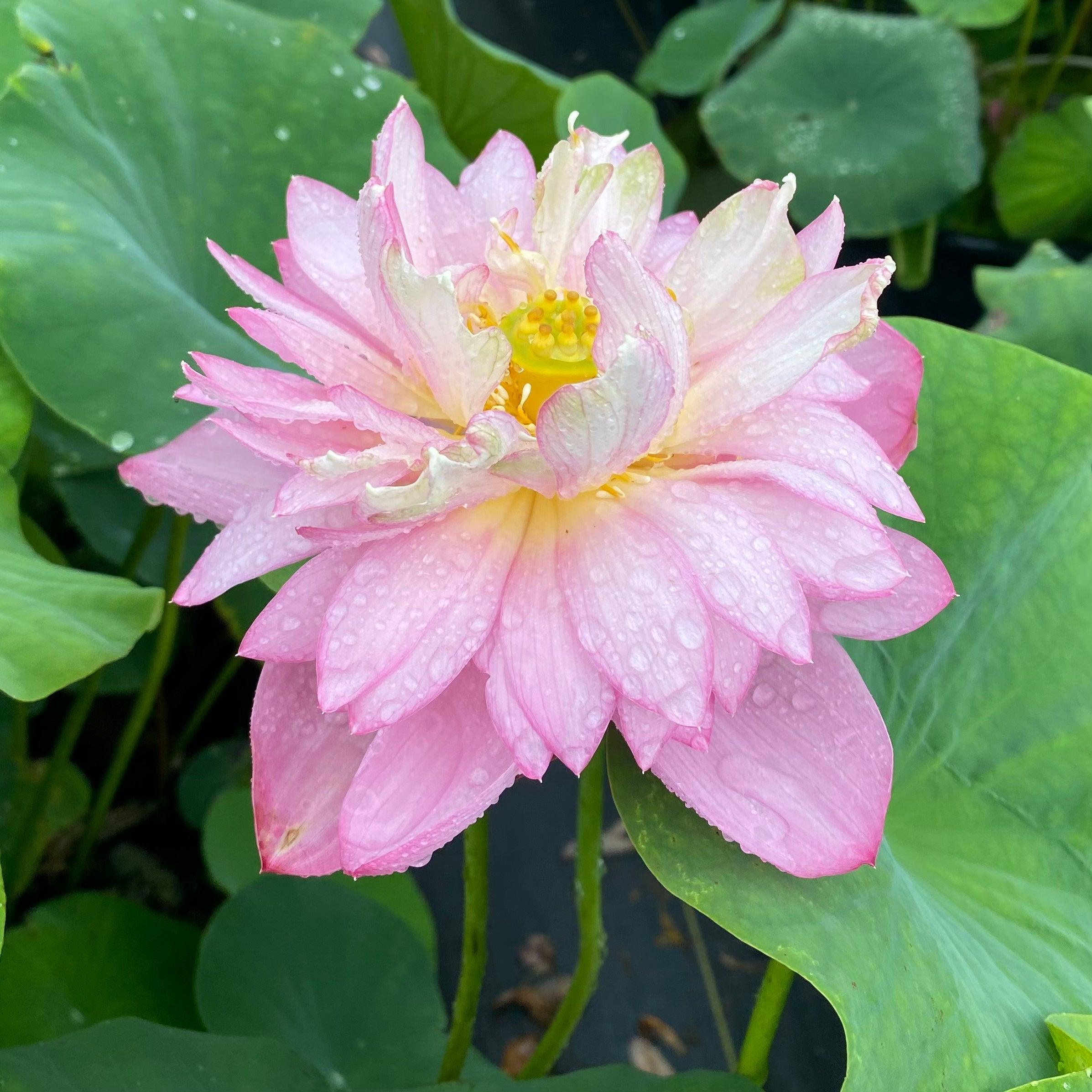 Dripping Dew - Fresh as the Morning Lotus (Bare Root) - Play It Koi