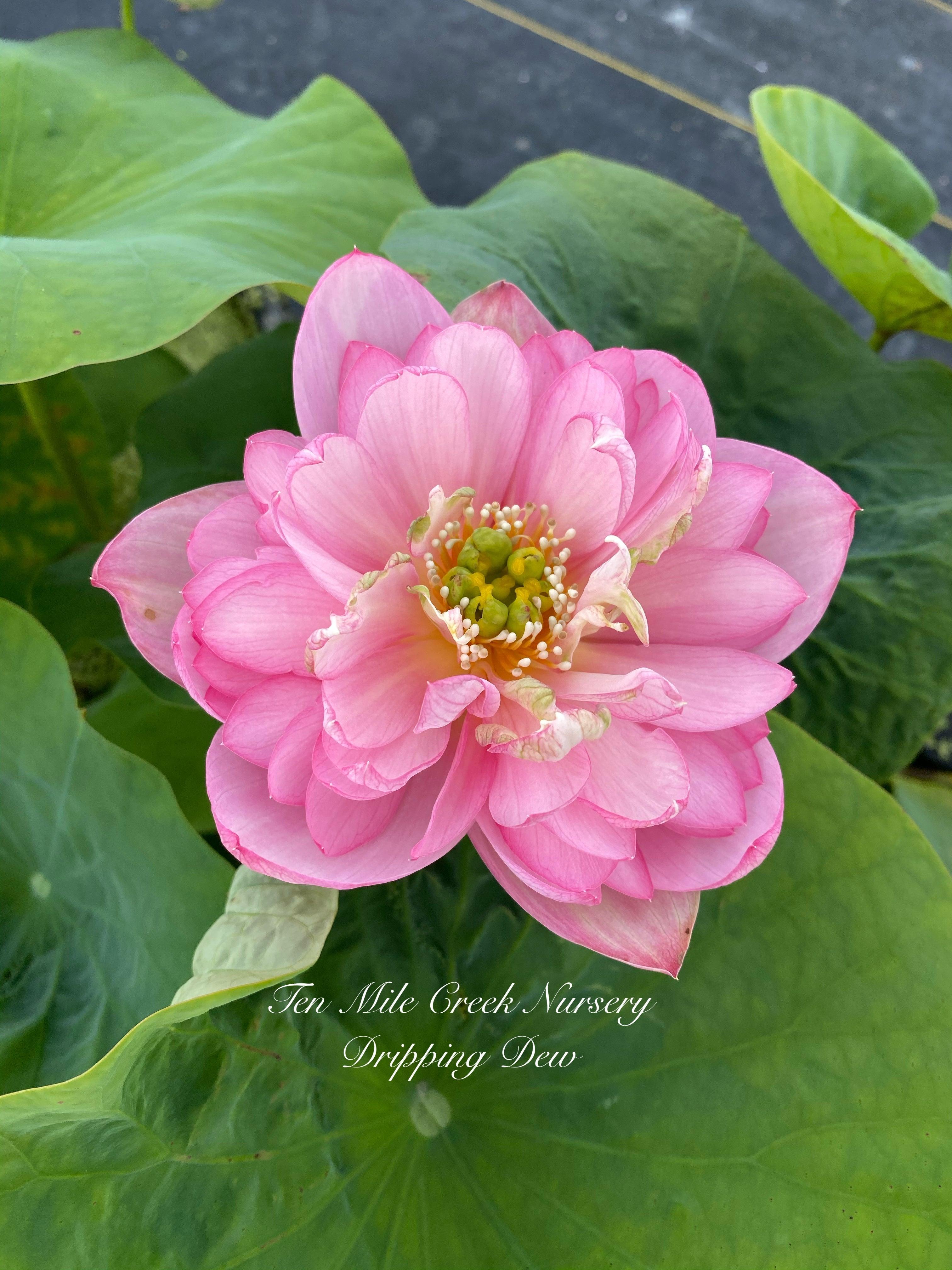 Dripping Dew - Fresh as the Morning Lotus (Bare Root) - Play It Koi