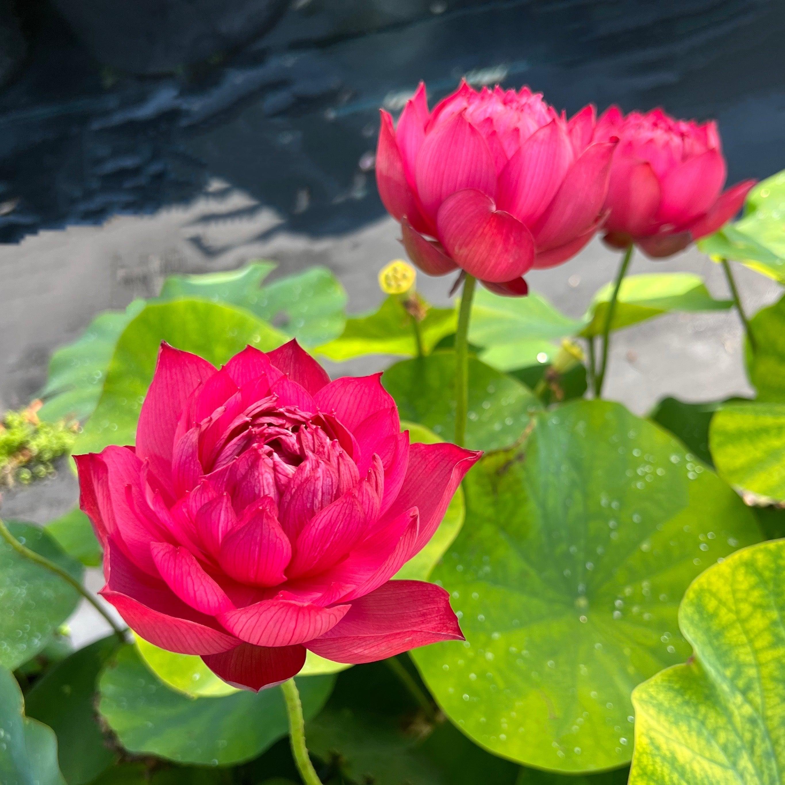 Drop Blood Lotus (Bare Root) - Play It Koi