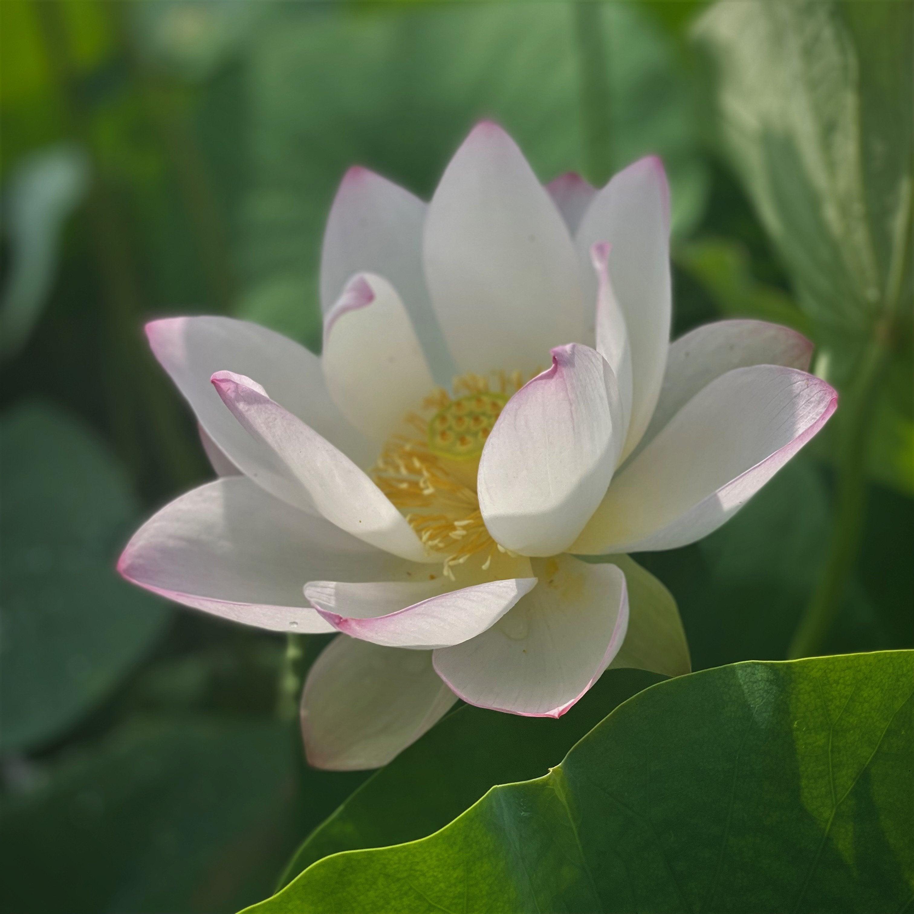 Drunken Concubine - Color Changing Lotus (Bare Root) - Play It Koi