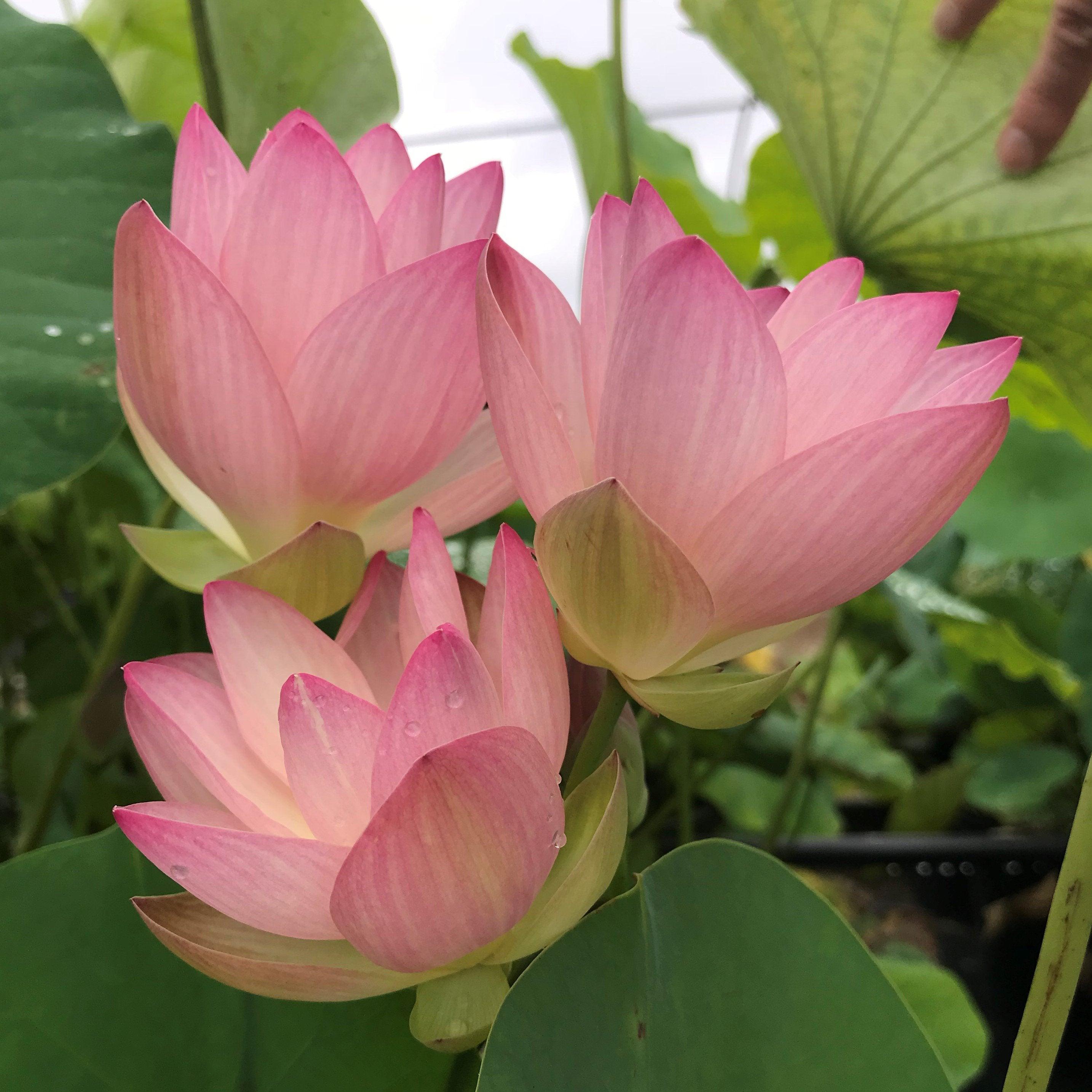 Drunken Concubine - Color Changing Lotus (Bare Root) - Play It Koi