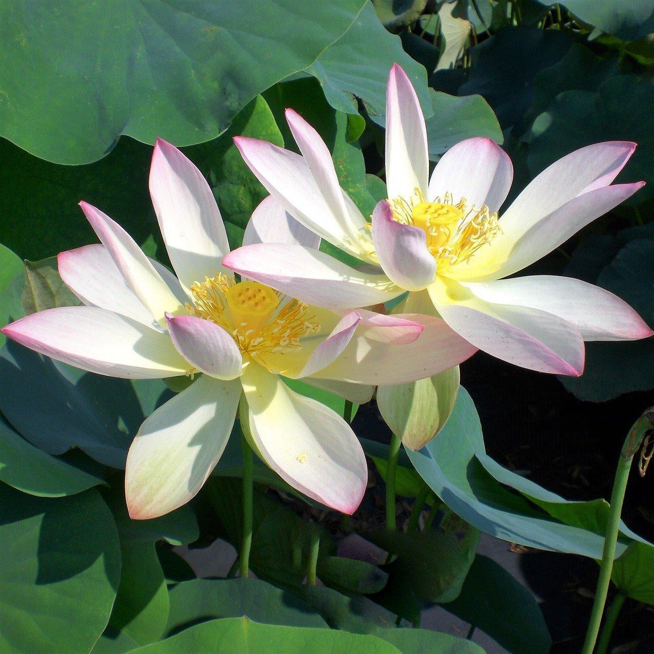 Drunken Concubine - Color Changing Lotus (Bare Root) - Play It Koi