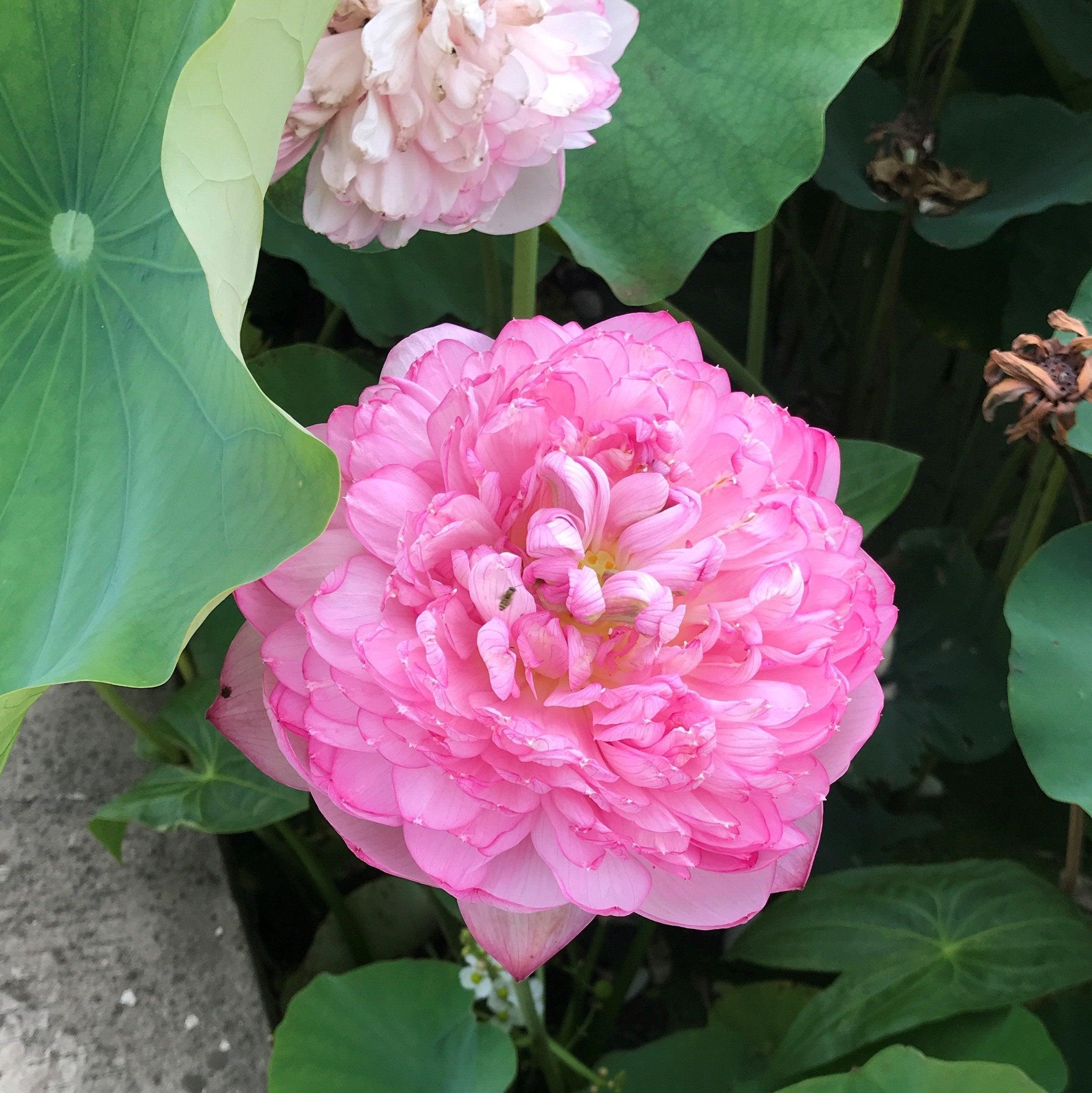 Duplicate Pink Lotus (Bare Root) - Play It Koi