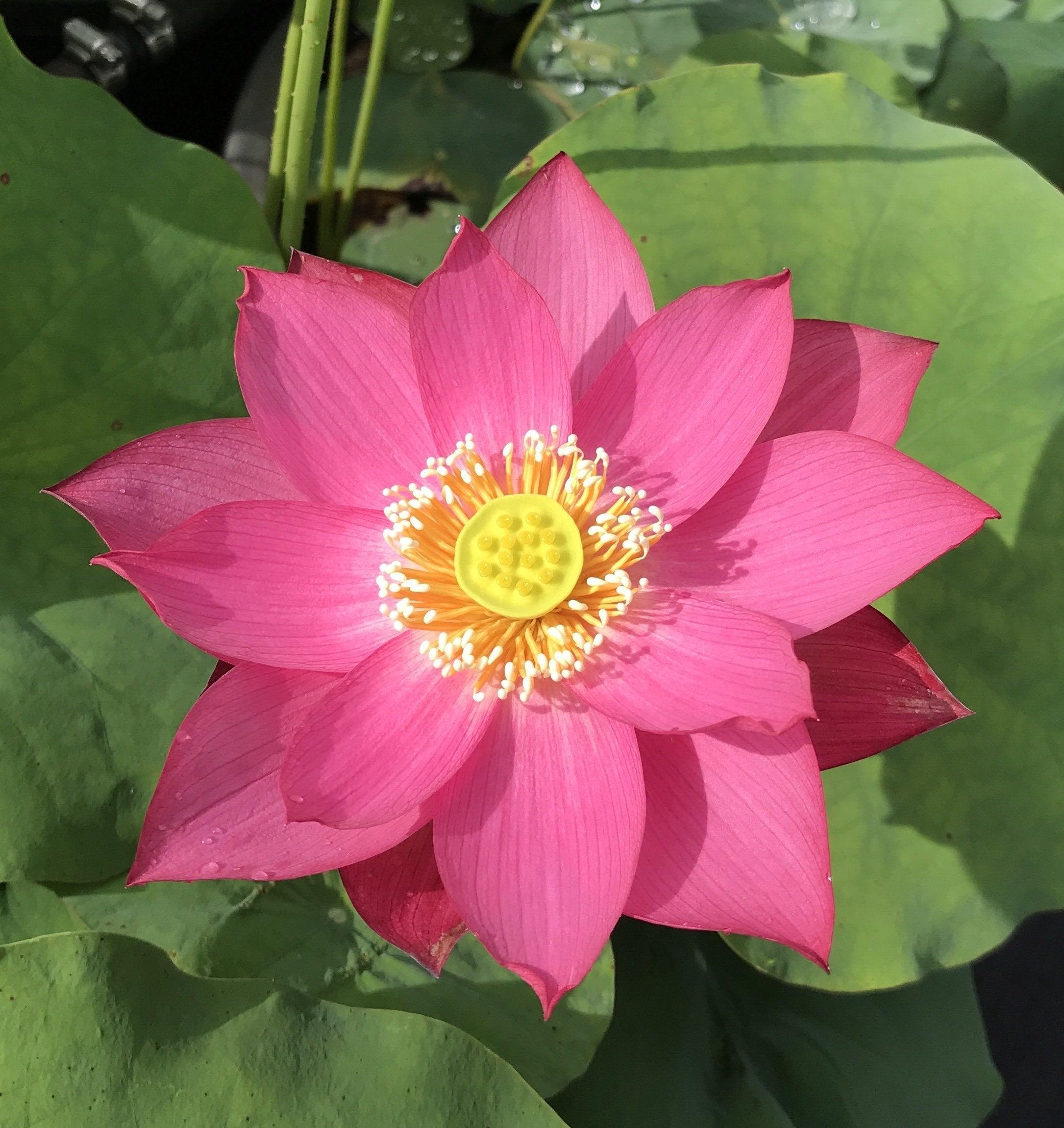 East Lake Pink Lotus (Bare Root) - Play It Koi