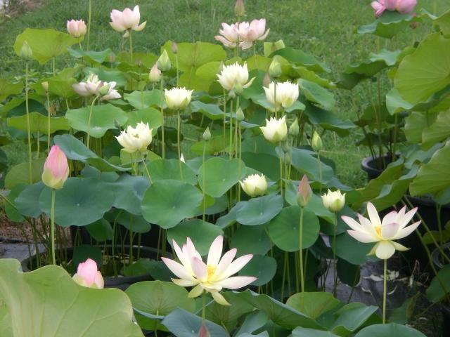 Elegance Lotus (Bare Root) - Play It Koi