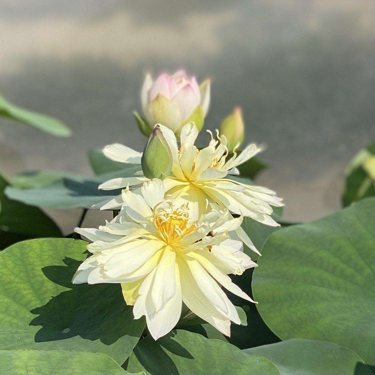 Elegance Lotus (Bare Root) - Play It Koi