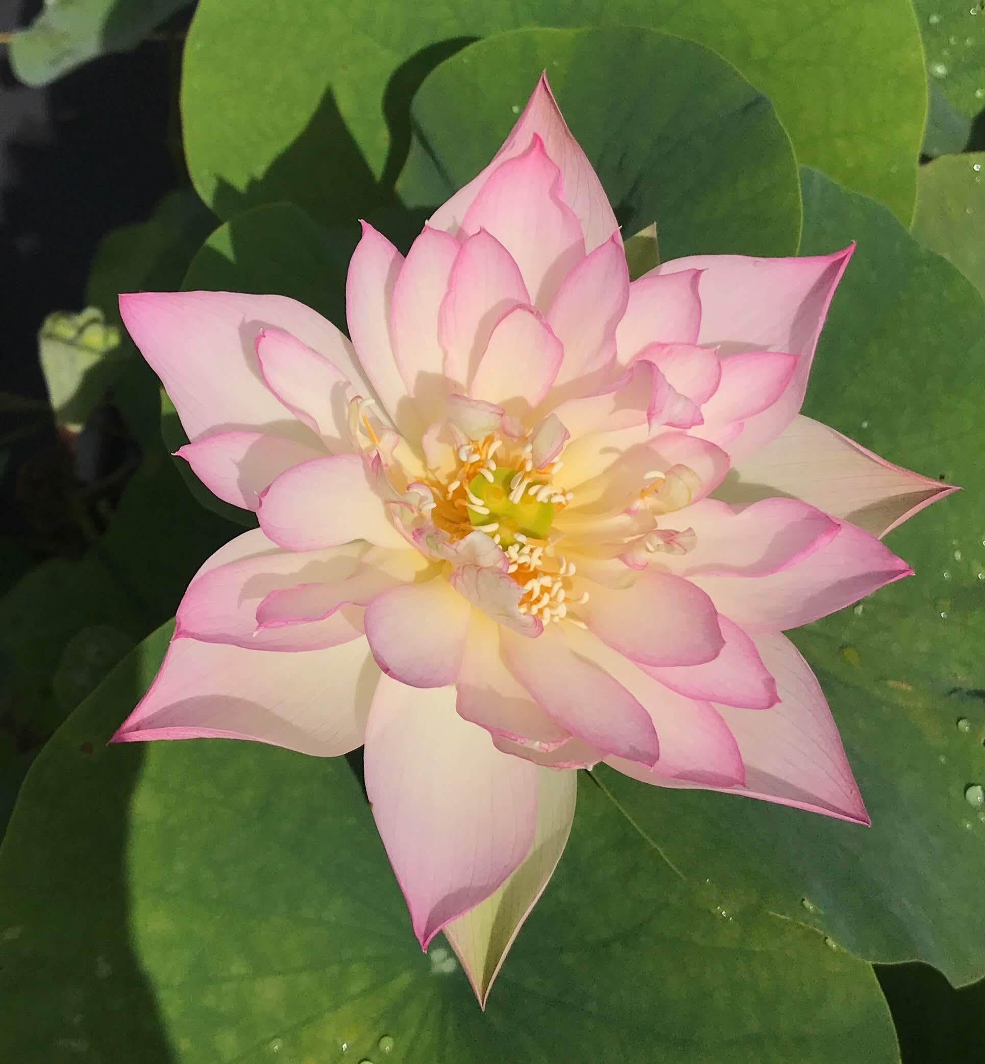 Elegance Lotus (Bare Root) - Play It Koi