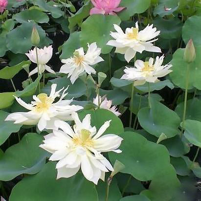 Elegance Lotus (Bare Root) - Play It Koi