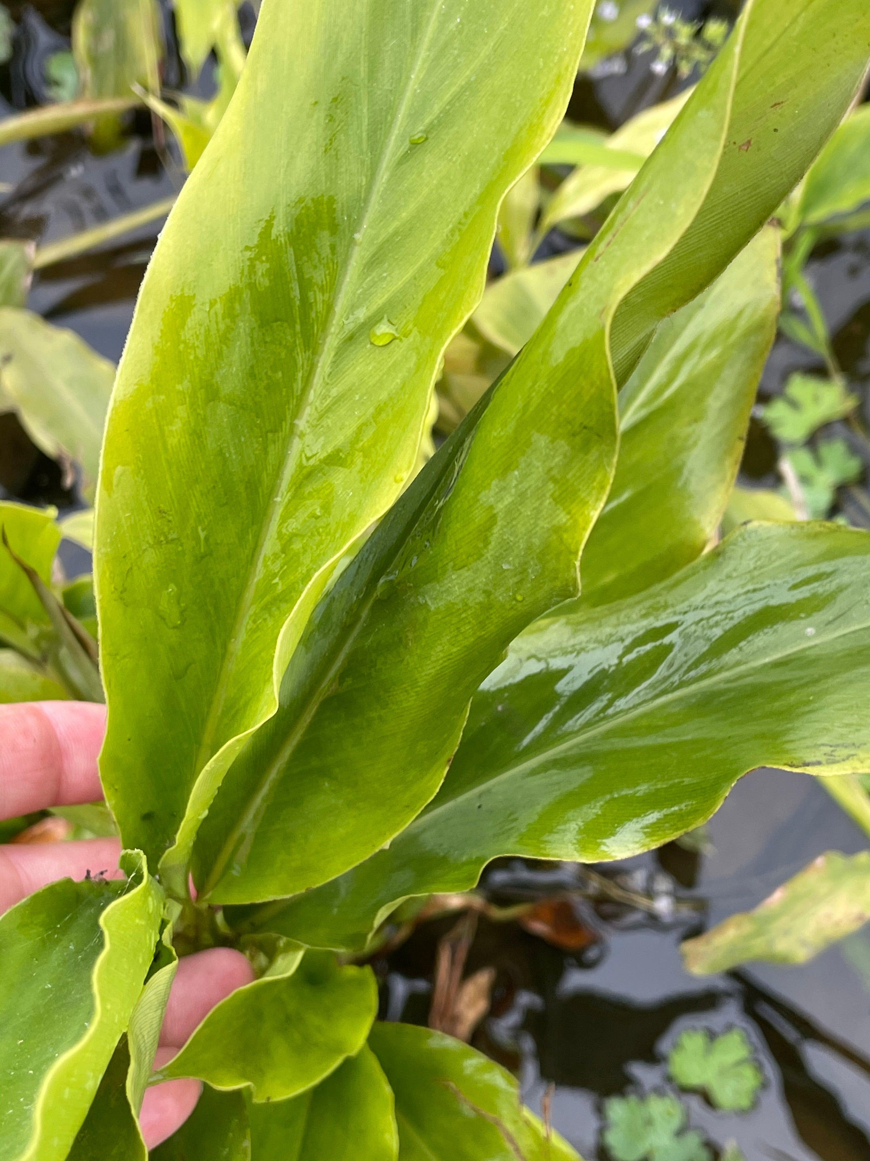 Elettaria cardamonum 'Smell-Me-Plant' (Bare Root) - Play It Koi