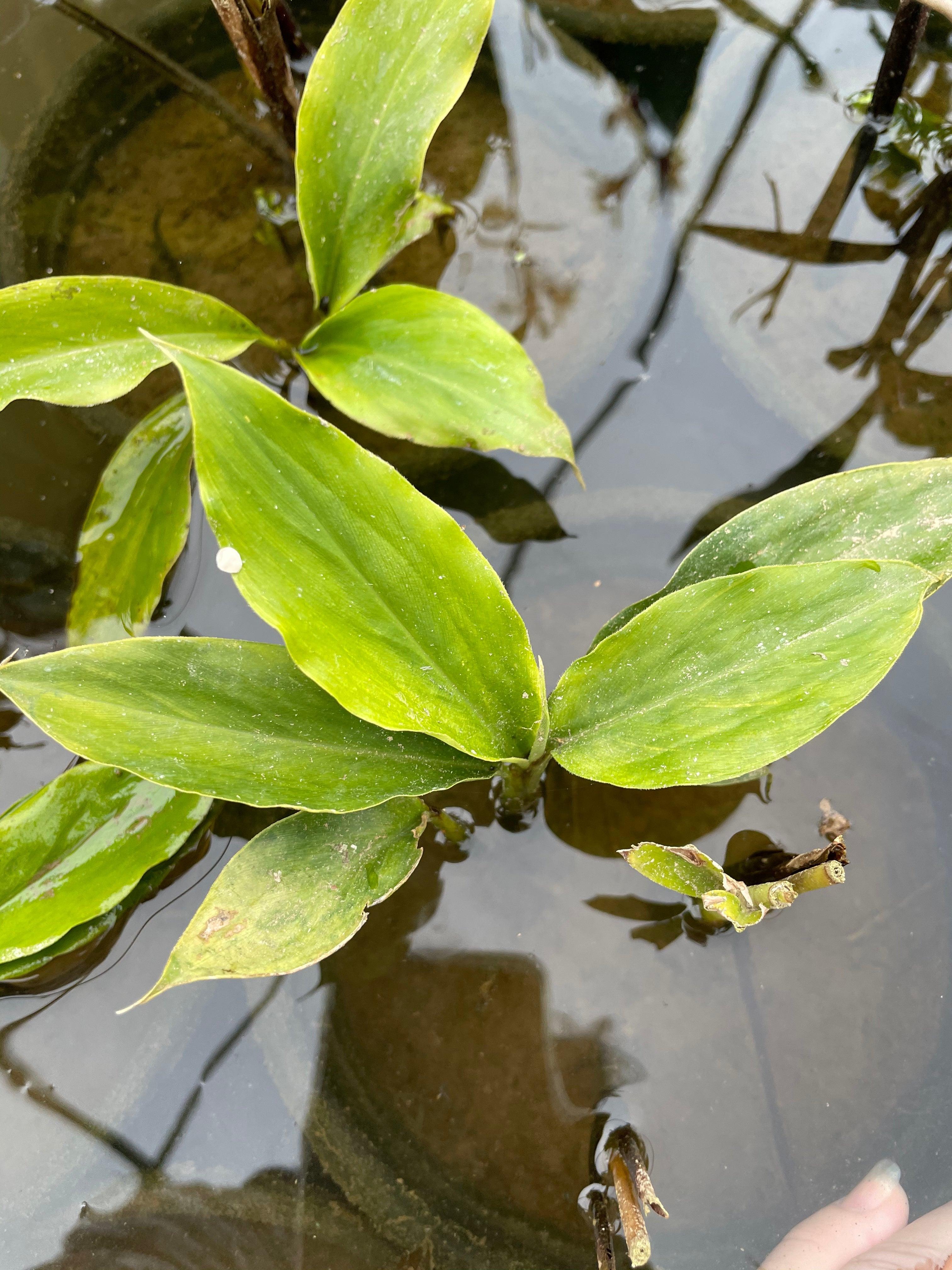 Elettaria cardamonum 'Smell-Me-Plant' (Bare Root) - Play It Koi