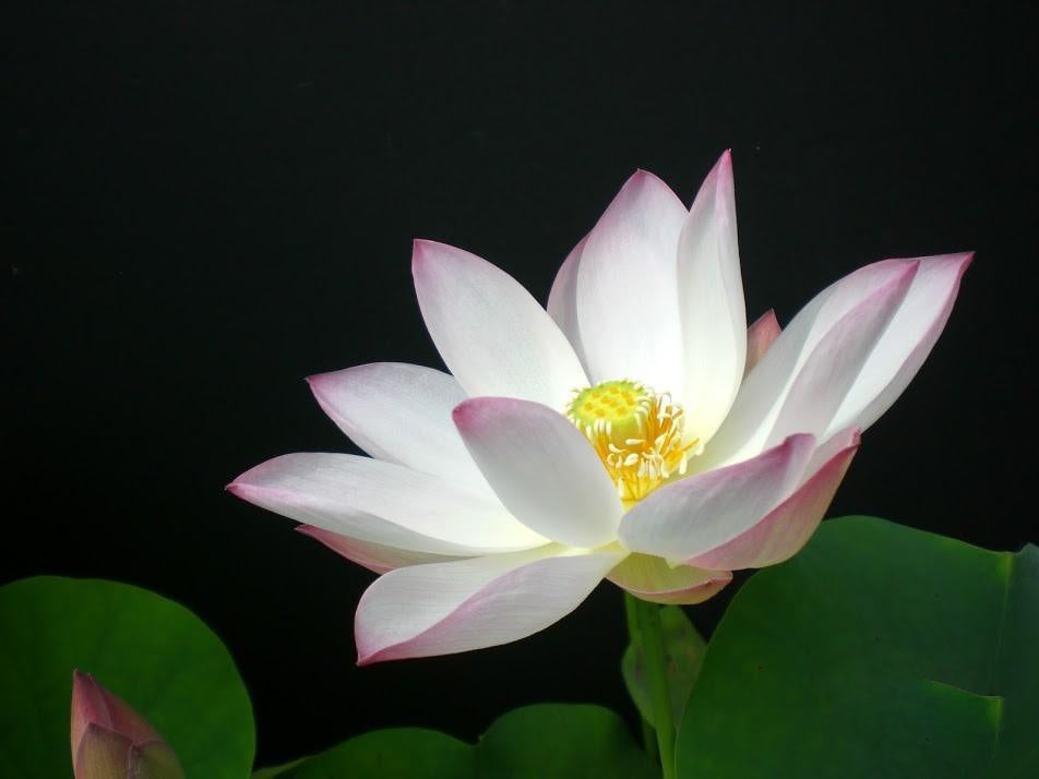 Embolene Lotus (Bare Root) - Play It Koi