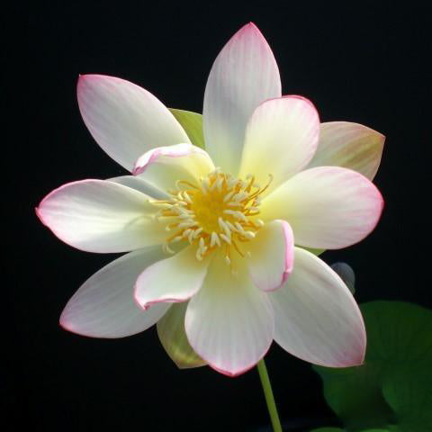 Embolene Lotus (Bare Root) - Play It Koi