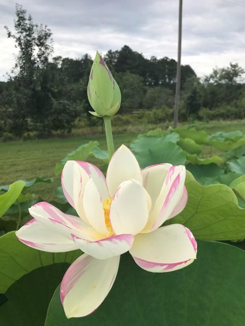 Empress Lotus (Bare Root) - Play It Koi