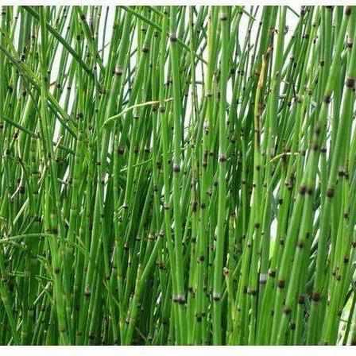 Equisetum Hyemale 'Robustum' - Giant Horsetail (Bare Root) - Play It Koi