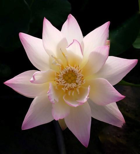 Evening Showers Lotus (Bare Root) - Play It Koi