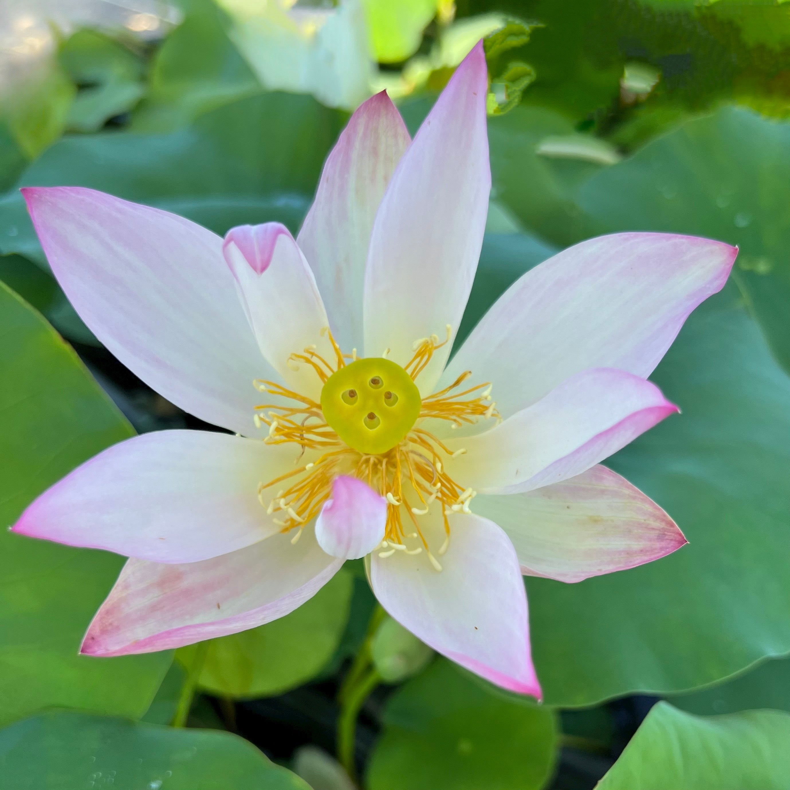 2025 Fairy Tale Minature Lotus (Bare Root)