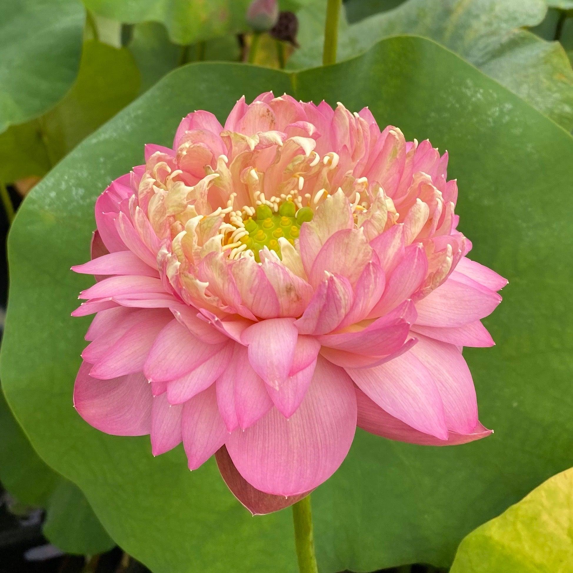 False Moonlight Lotus (Bare Root) - Play It Koi