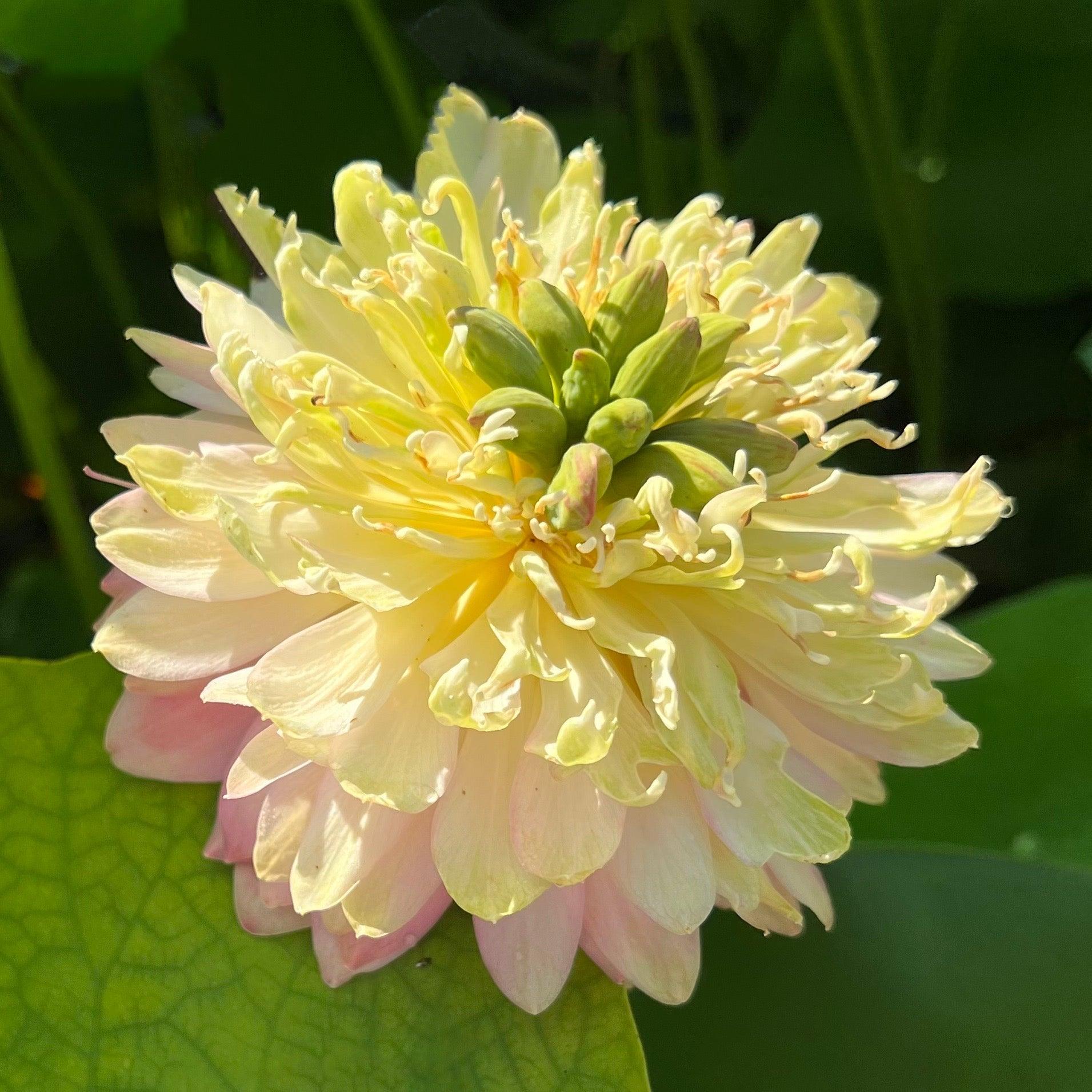 False Moonlight Lotus (Bare Root) - Play It Koi