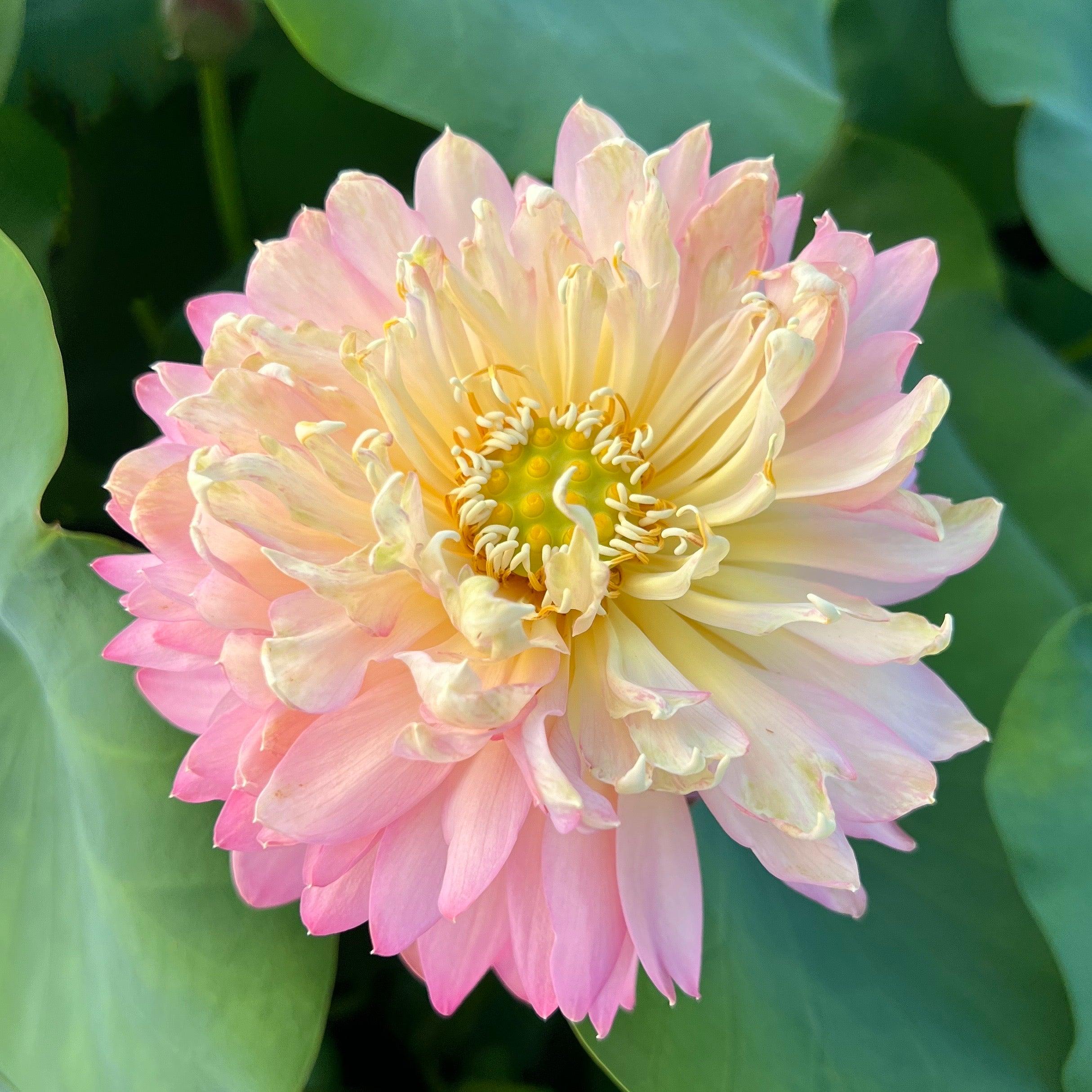 False Moonlight Lotus (Bare Root) - Play It Koi