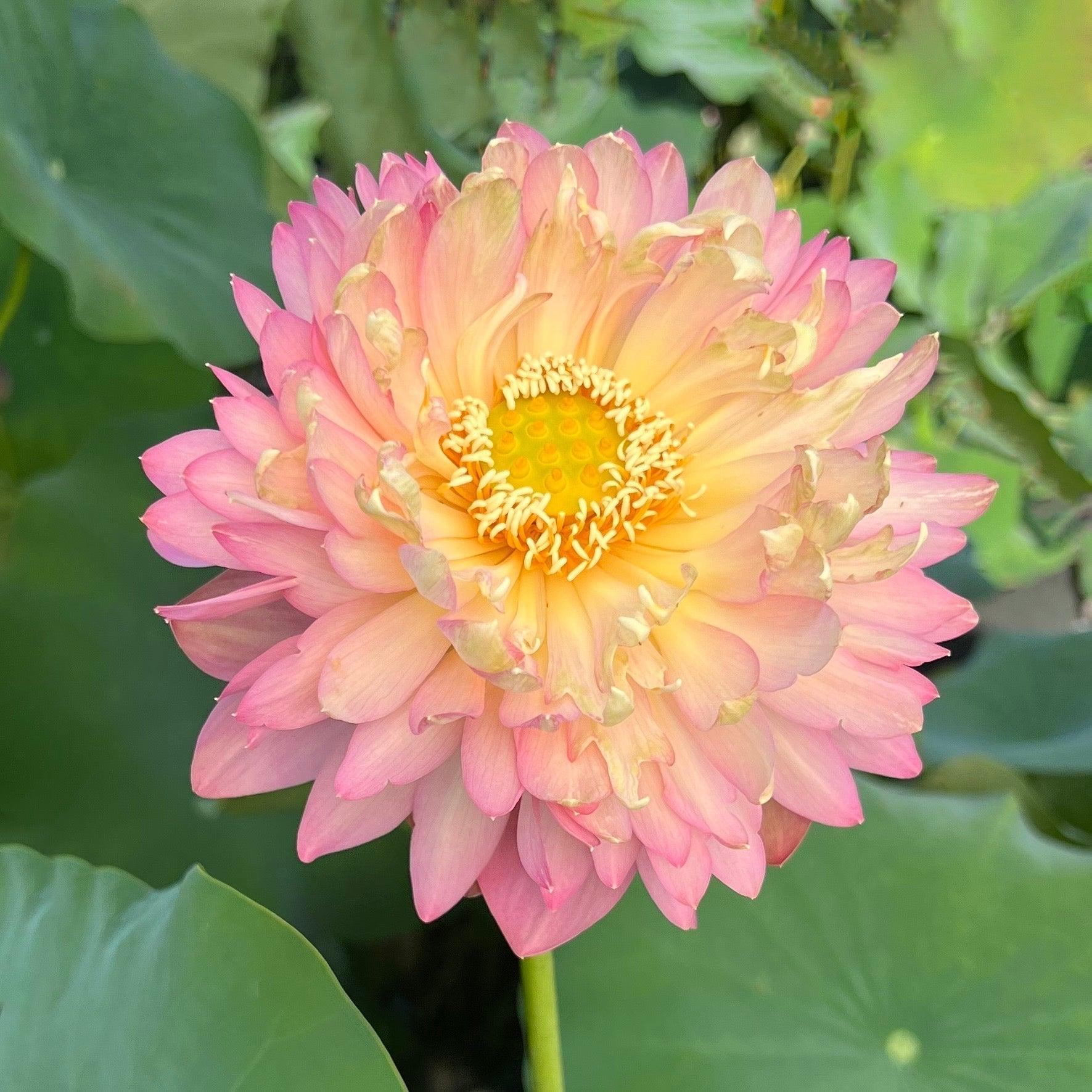 False Moonlight Lotus (Bare Root) - Play It Koi