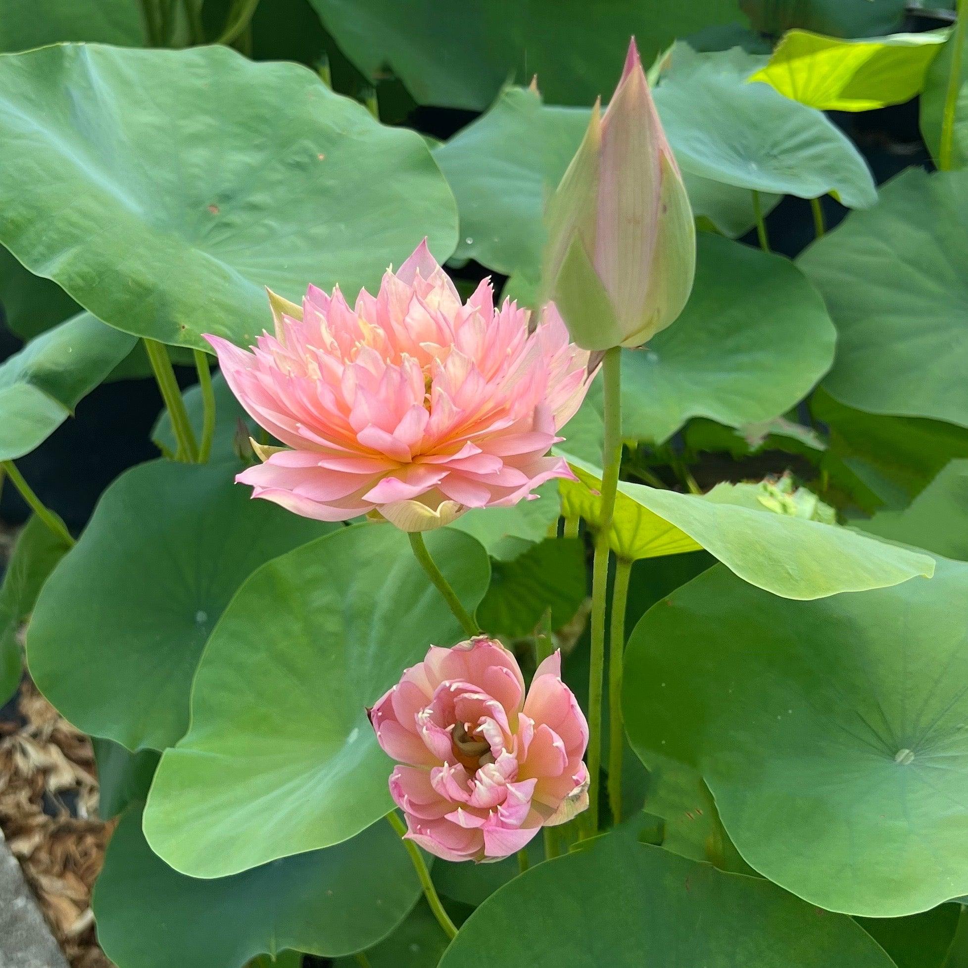 Feather Skirt Lotus (Bare Root) - Play It Koi