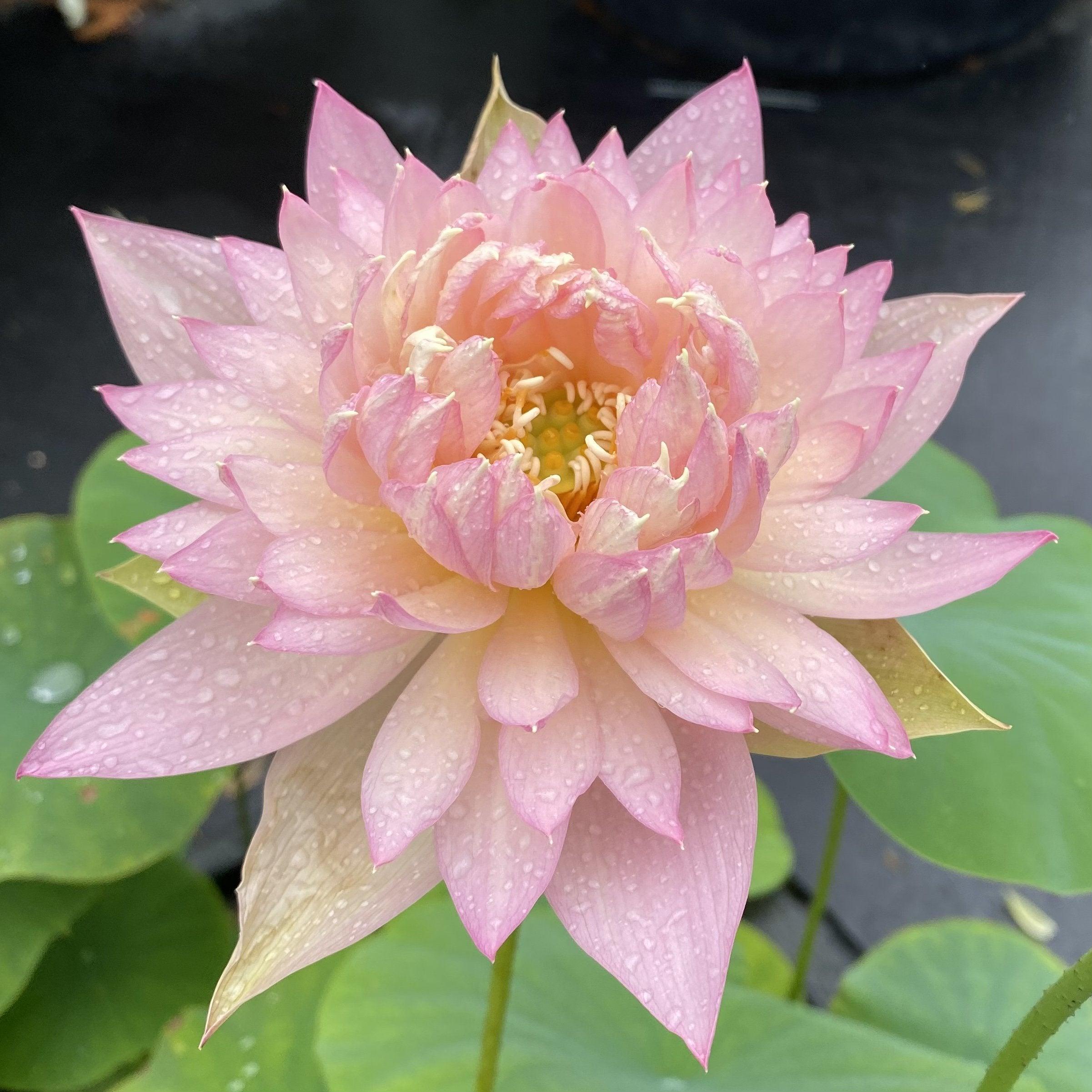 Feather Skirt Lotus (Bare Root) - Play It Koi