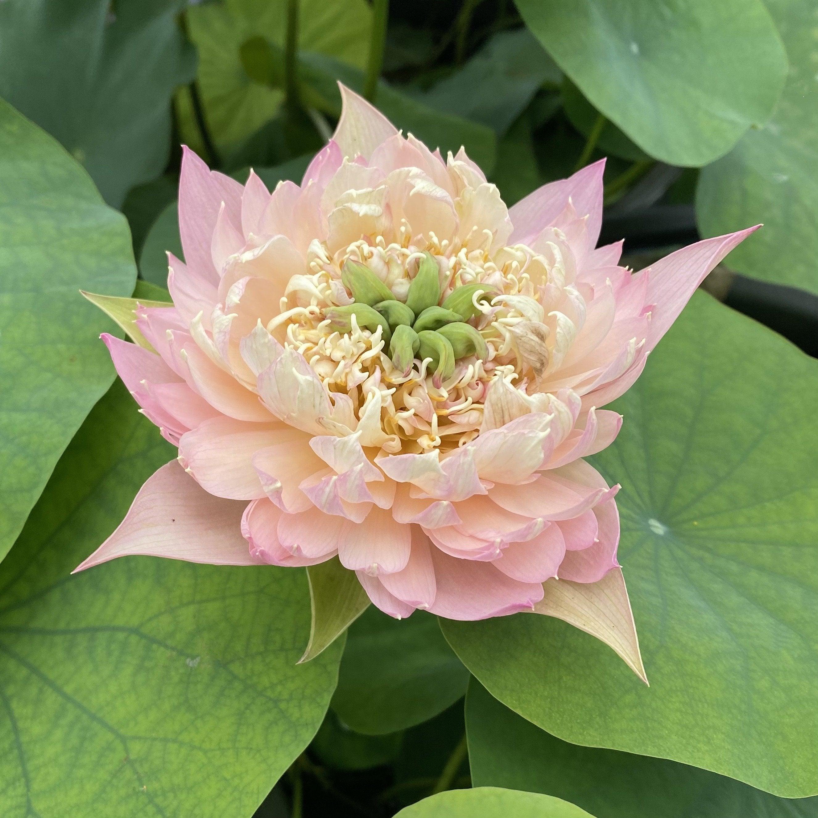 Feather Skirt Lotus (Bare Root) - Play It Koi