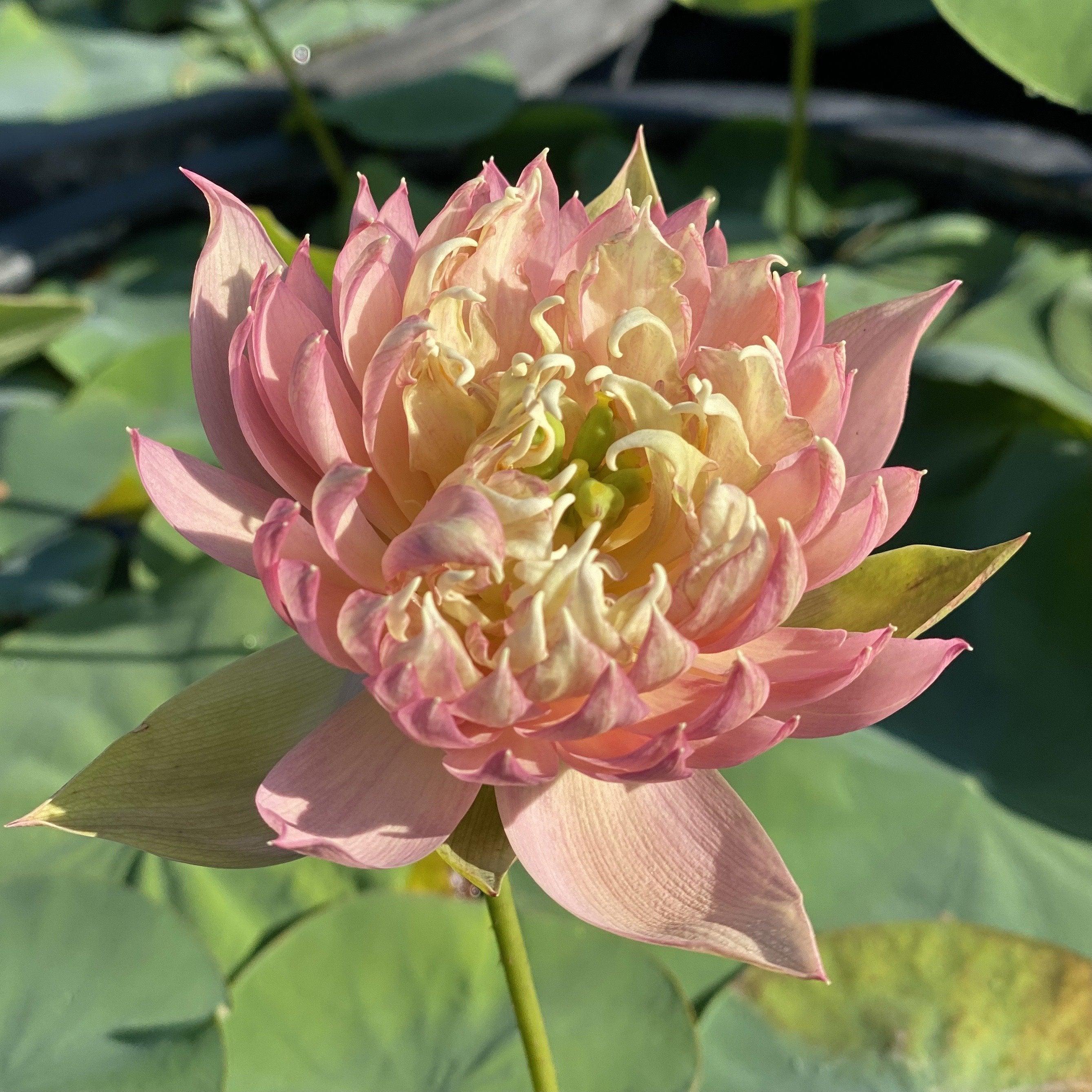 Feather Skirt Lotus (Bare Root) - Play It Koi