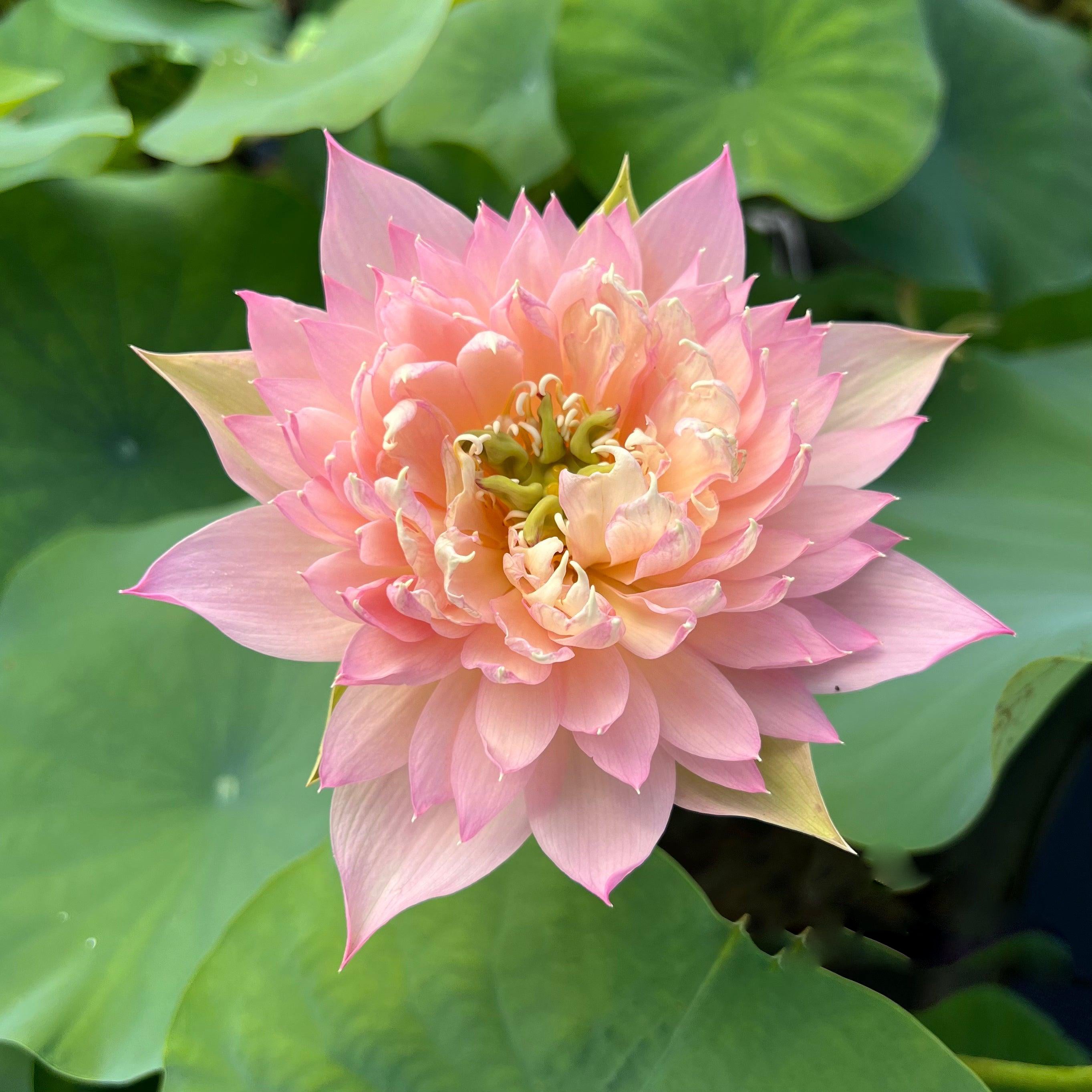 Feather Skirt Lotus (Bare Root) - Play It Koi