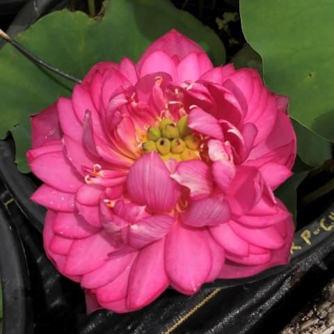 Scarlet Peach Lotus (Bare Root)