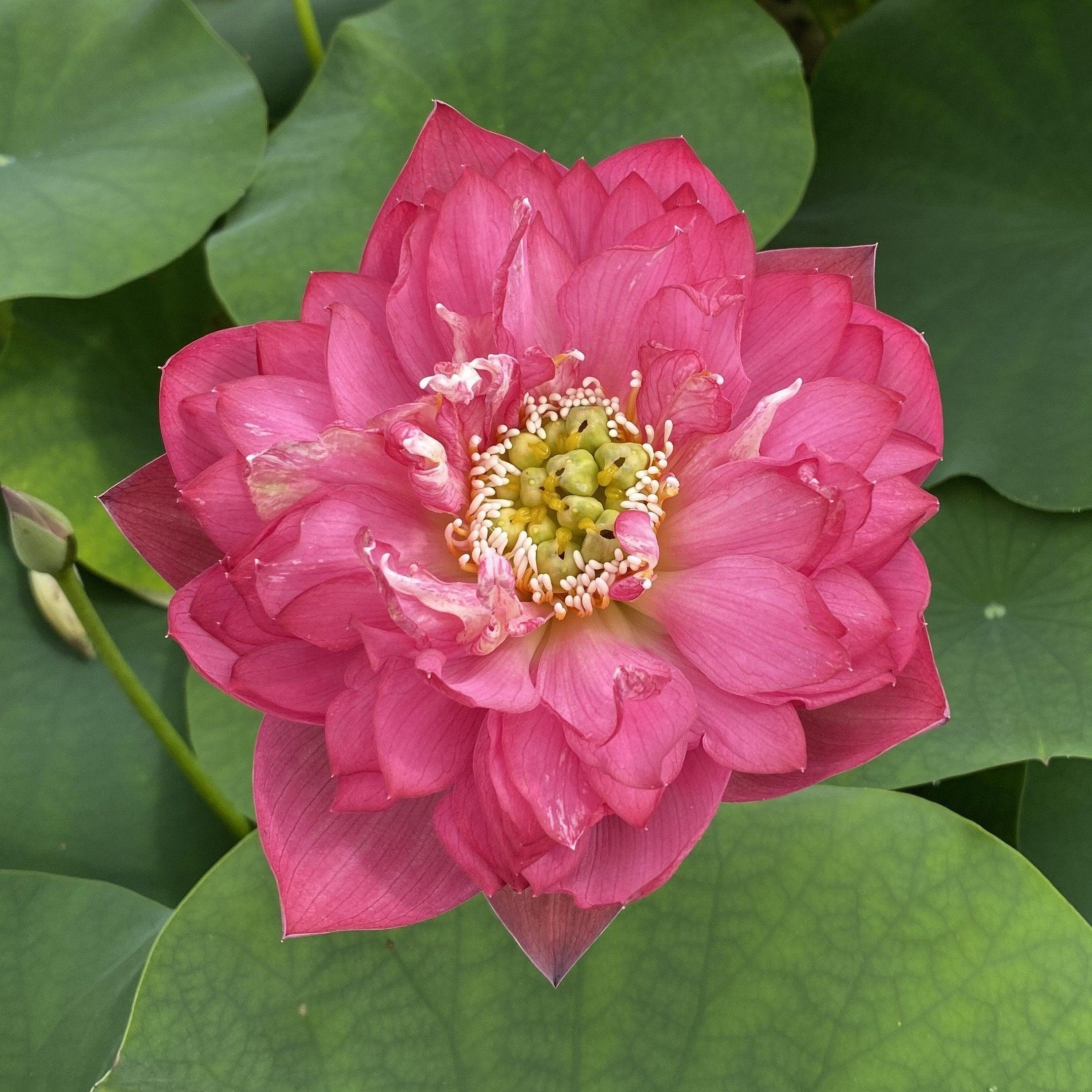 Fire Crane - Red Lotus (Bare Root) - Play It Koi