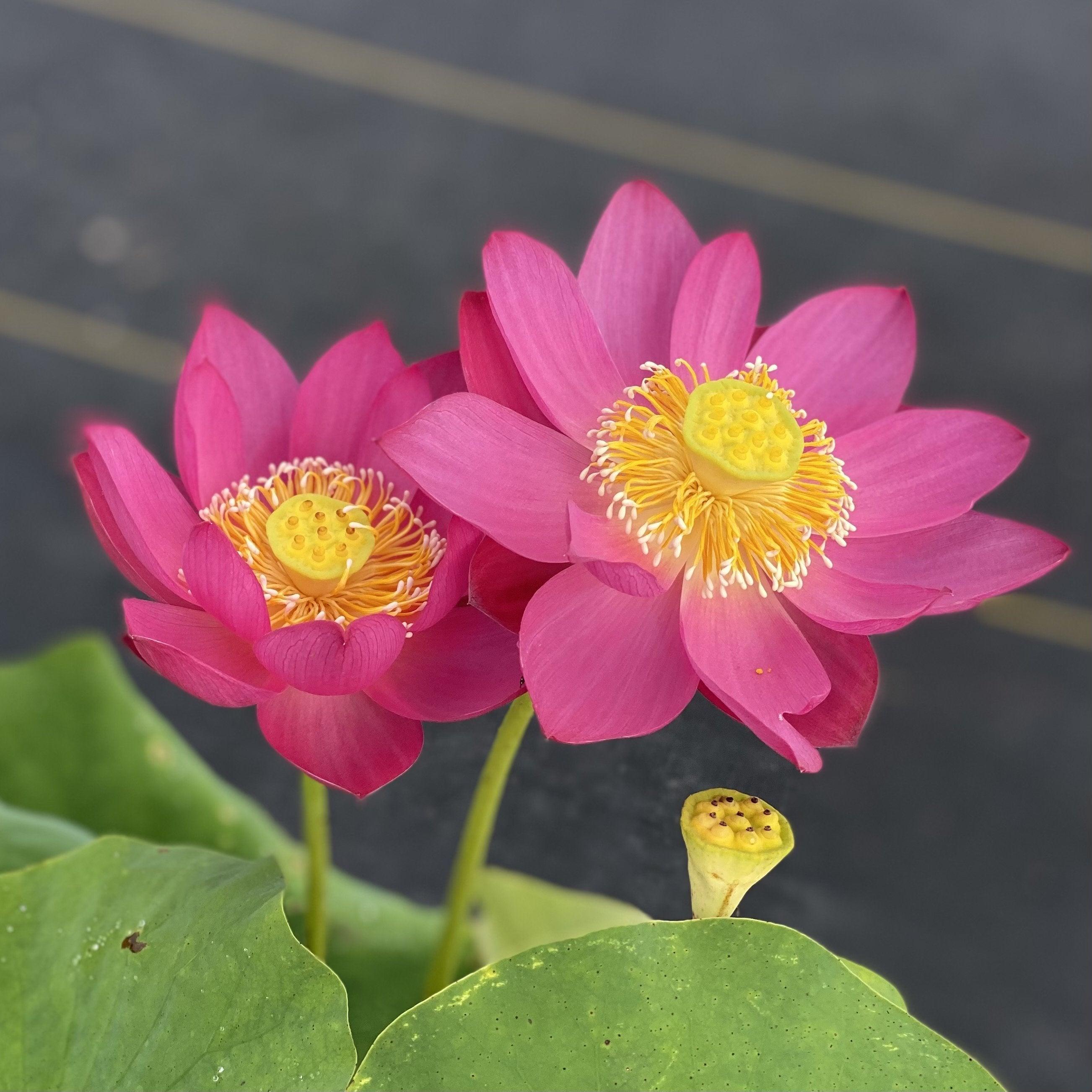 Fire Red - Tiny Red Firepower Lotus (Bare Root) - Play It Koi
