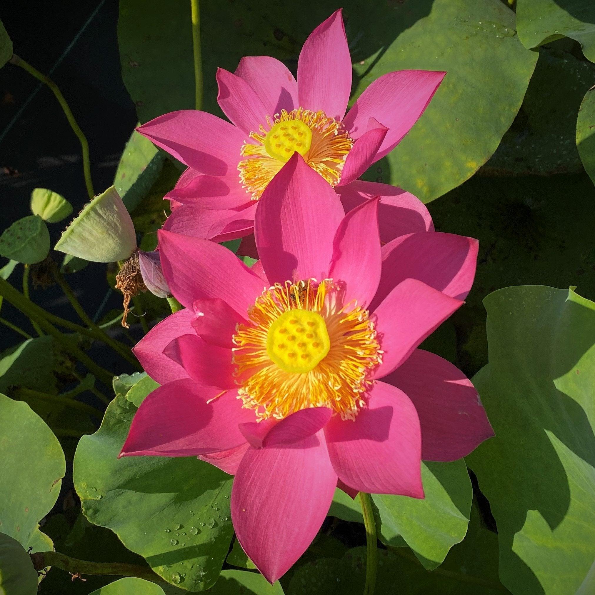 Fire Red - Tiny Red Firepower Lotus (Bare Root) - Play It Koi