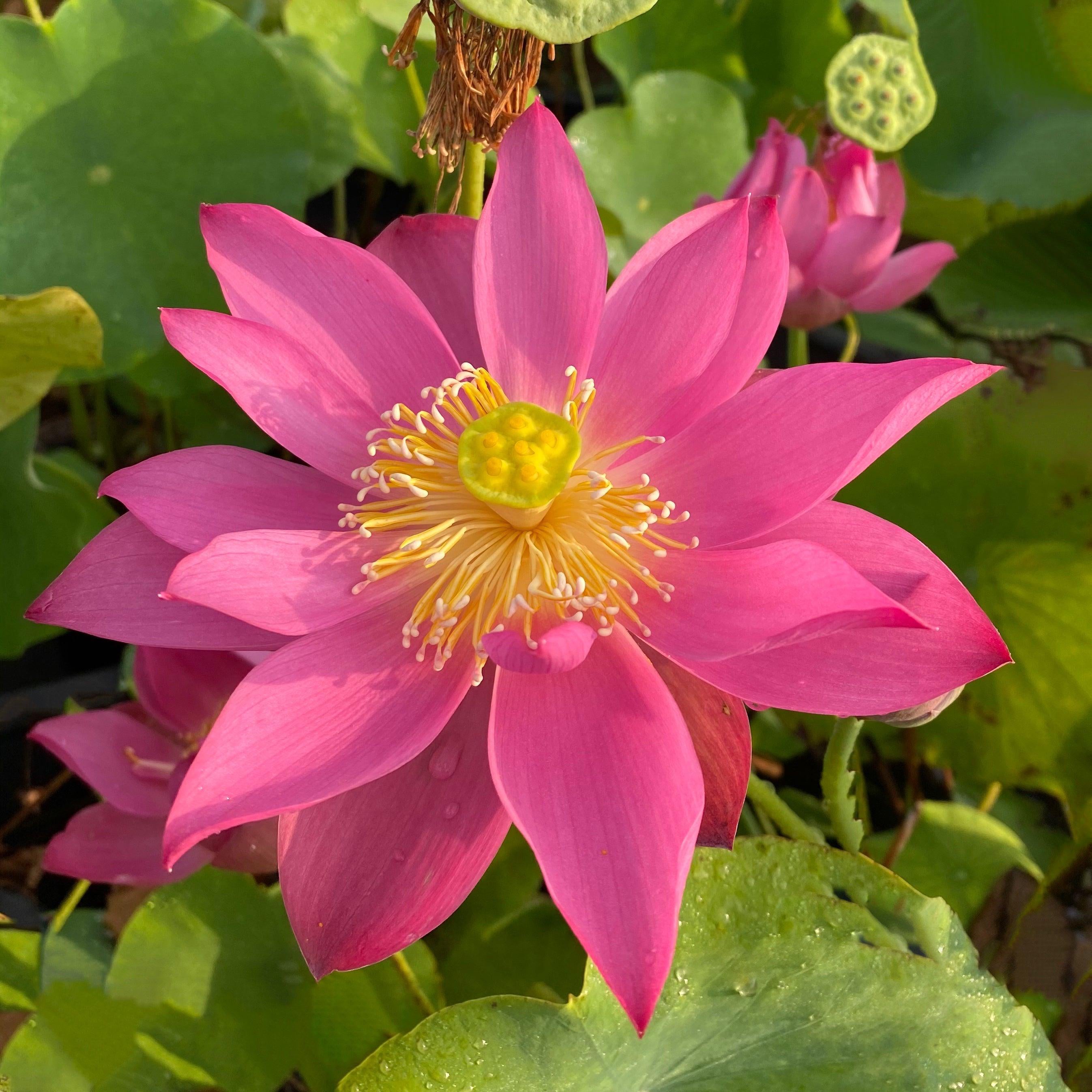 Fire Red - Tiny Red Firepower Lotus (Bare Root) - Play It Koi