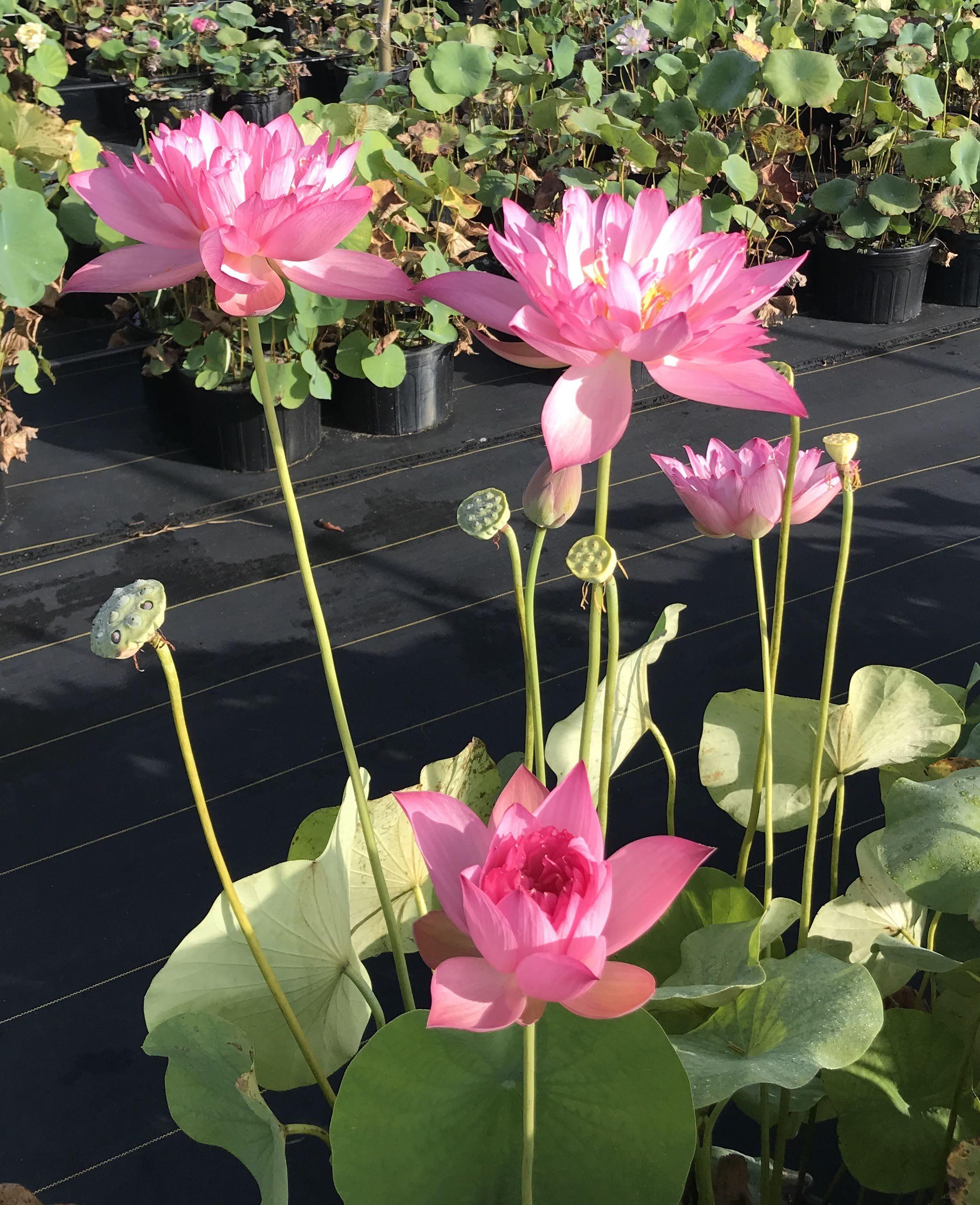 Flame 14 Lotus (Bare Root) - Play It Koi