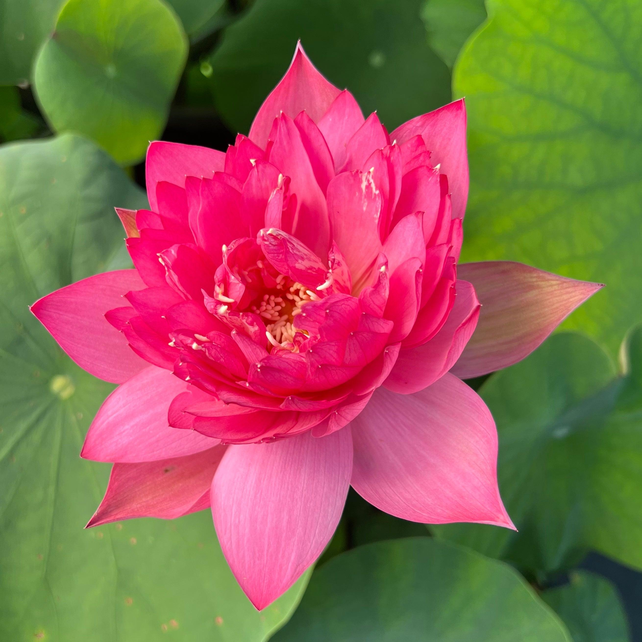 Flame 14 Lotus (Bare Root) - Play It Koi