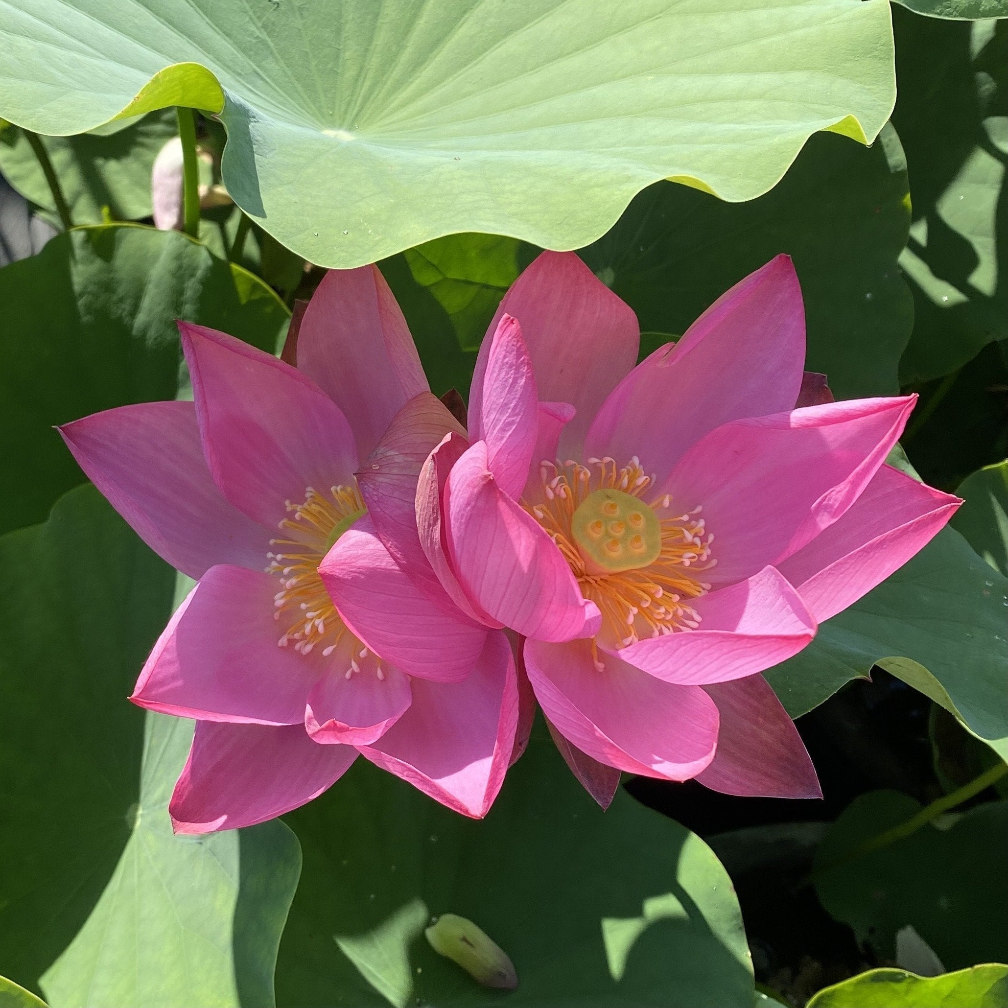 Flame Clouds Lotus (Bare Root)