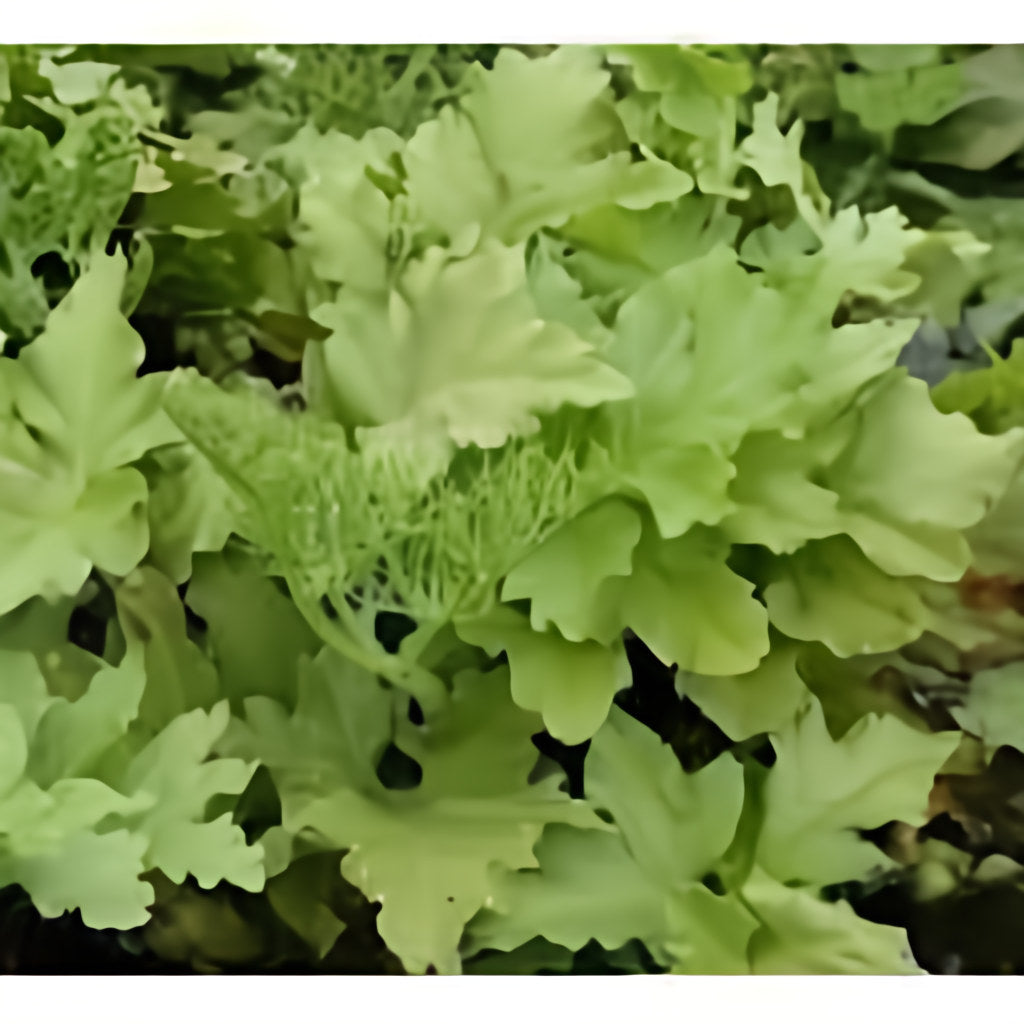 Floating Fern (Ceratopteris Thalicroides form Cornuta) - Play It Koi