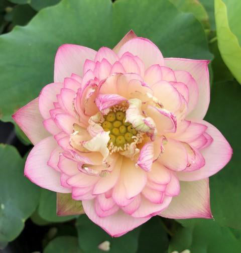 Flowing Cloud Lotus (Bare Root) - Play It Koi