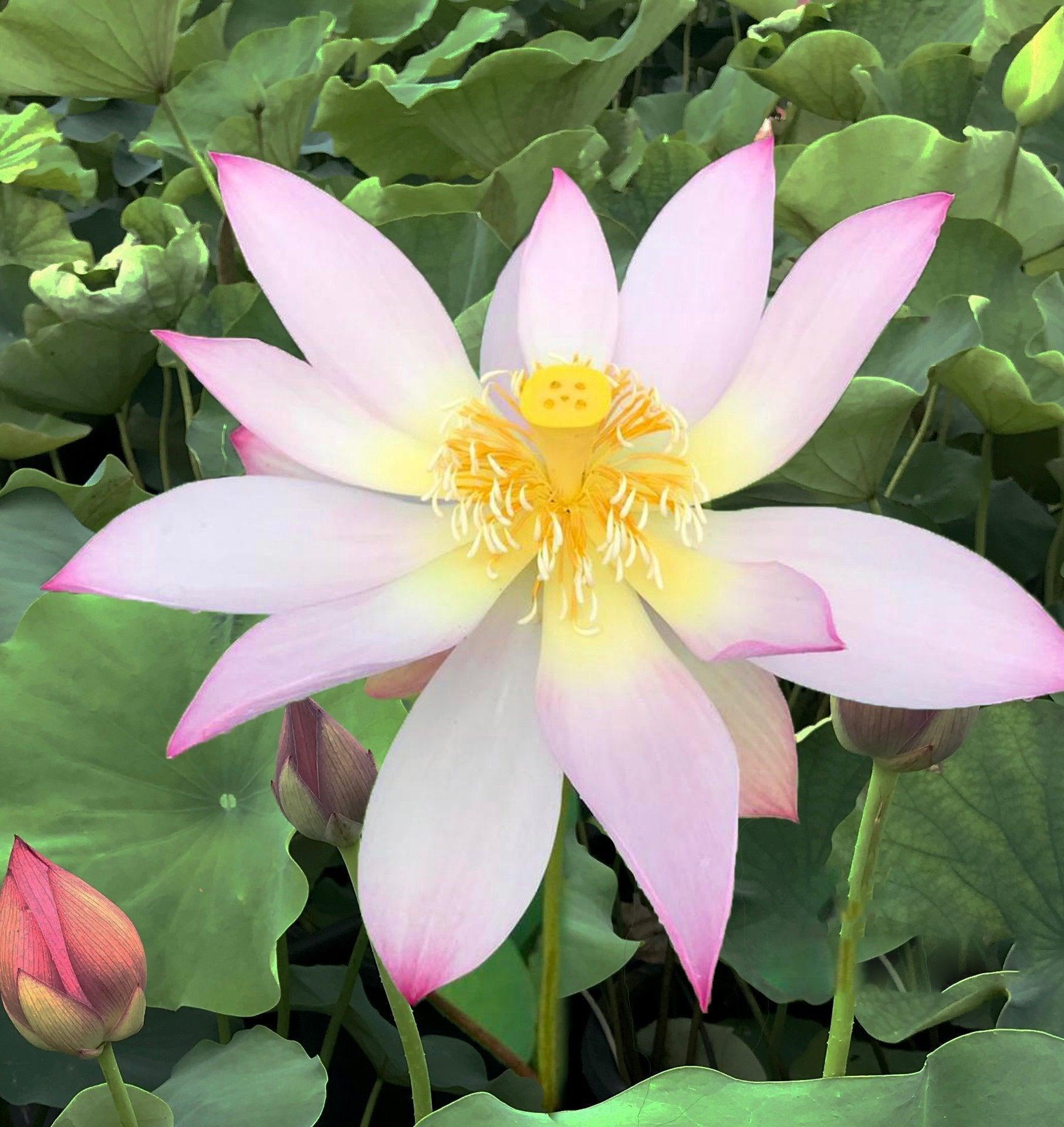 Fly to the Sky Lotus (Bare Root) - Play It Koi