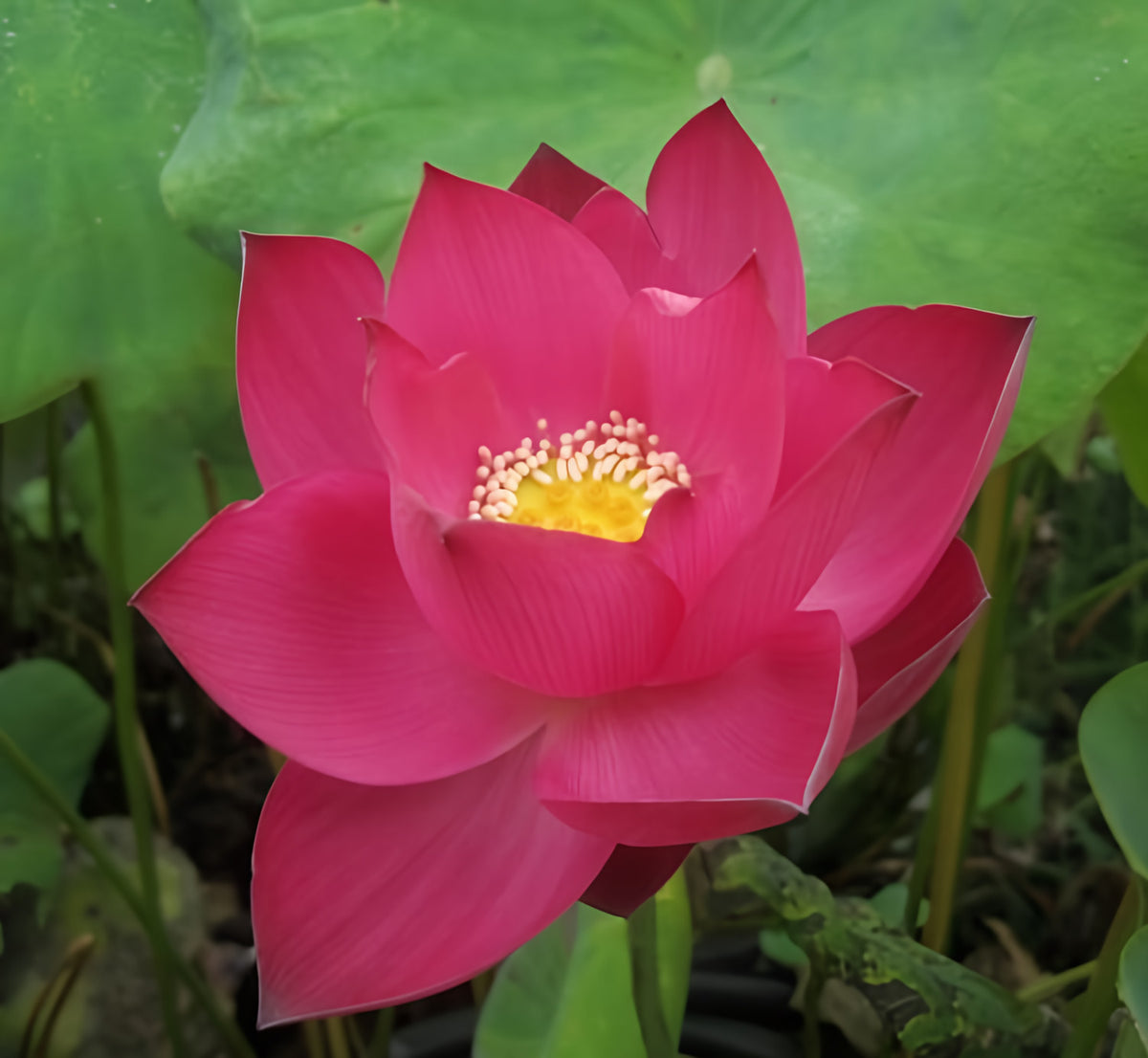 Friend Red Lotus (Bare Root) - Play It Koi