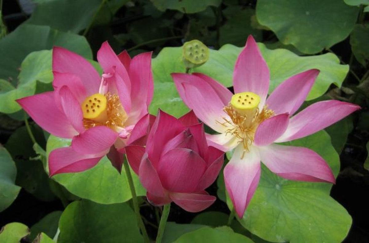 Friend Red Lotus (Bare Root) - Play It Koi