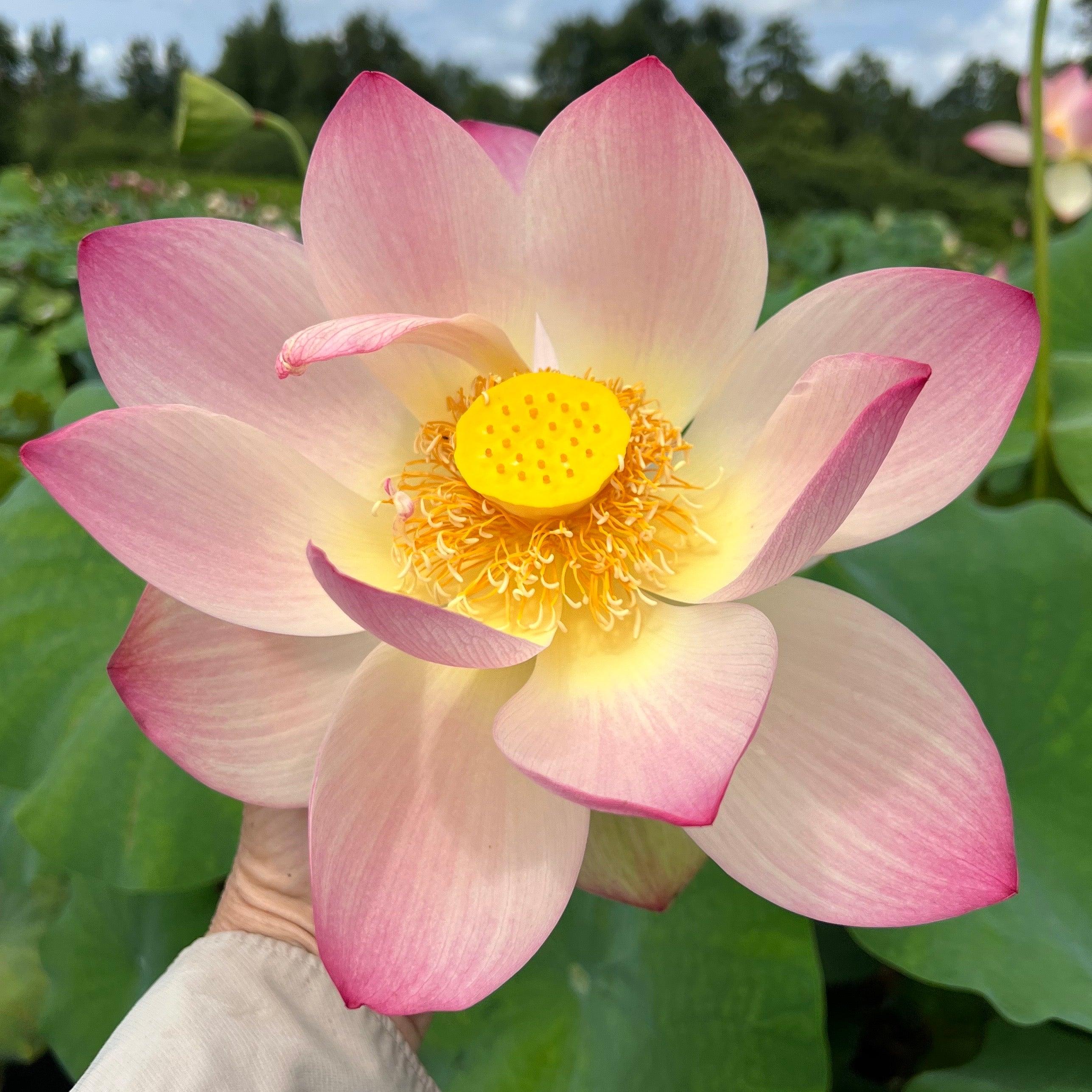 Friendship of Supervisor & Student Lotus (Bare Root) - Play It Koi